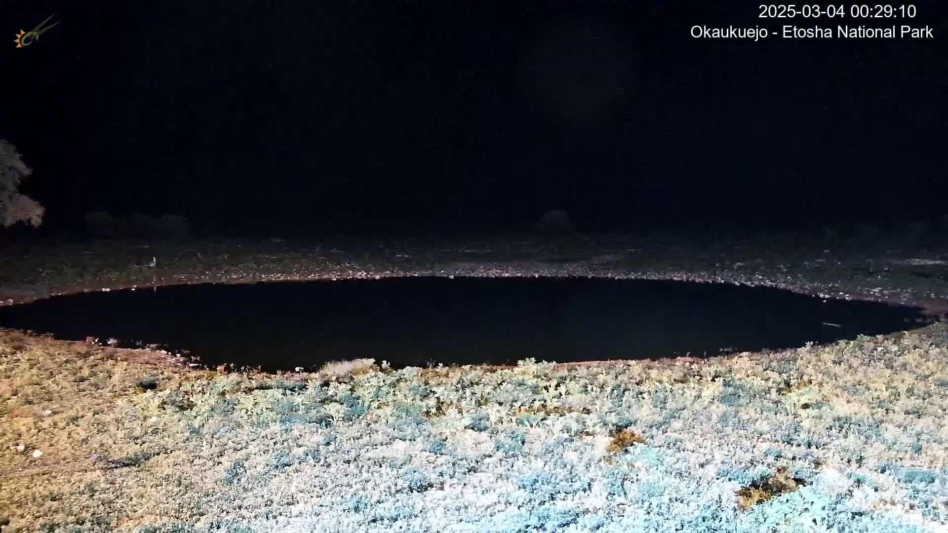 A dark, oval-shaped body of water is surrounded by sparse, light-colored vegetation under a night sky.
