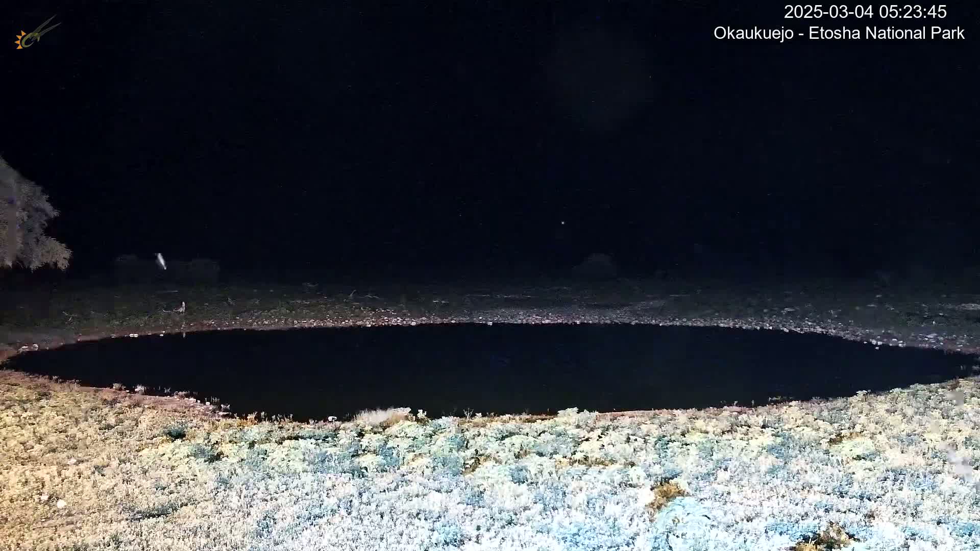 A dark, still body of water is surrounded by sparse, light-colored vegetation under a clear, starlit night sky.