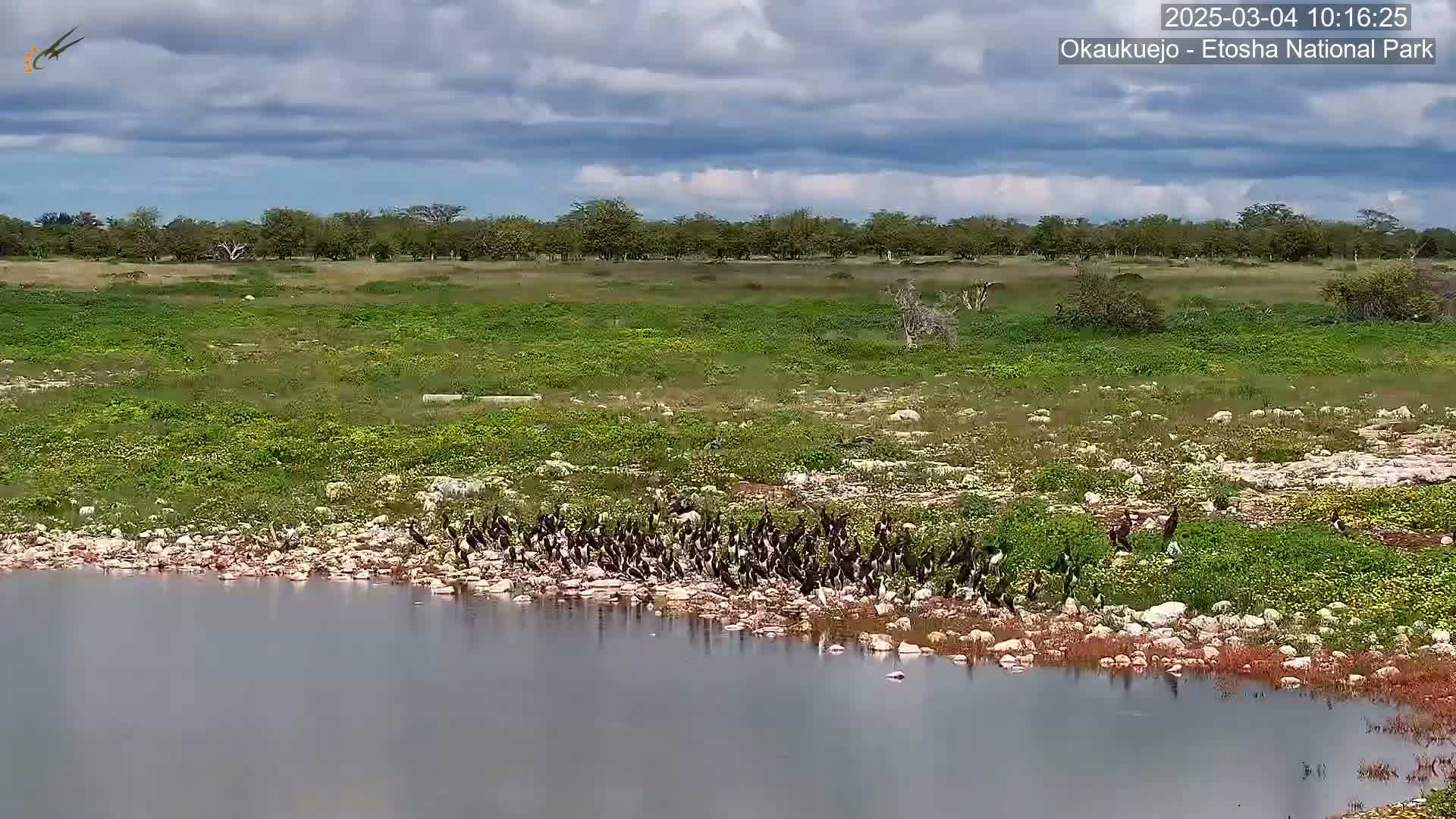 A flock of dark-colored birds gathers near a calm body of water, bordered by a rocky shore and a field of green vegetation under a partly cloudy sky.