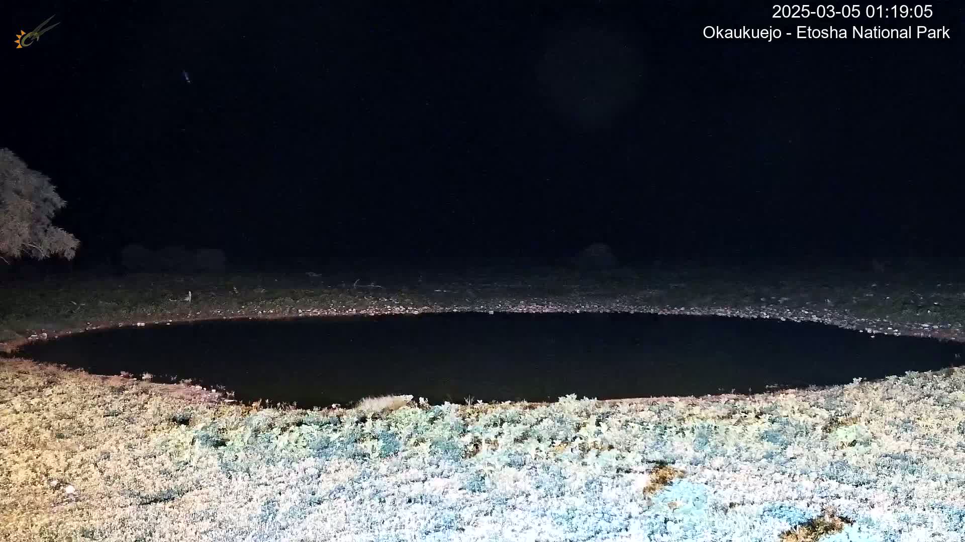 A dark, oval-shaped pool of water is surrounded by sparse, light-colored vegetation under a clear, nighttime sky.