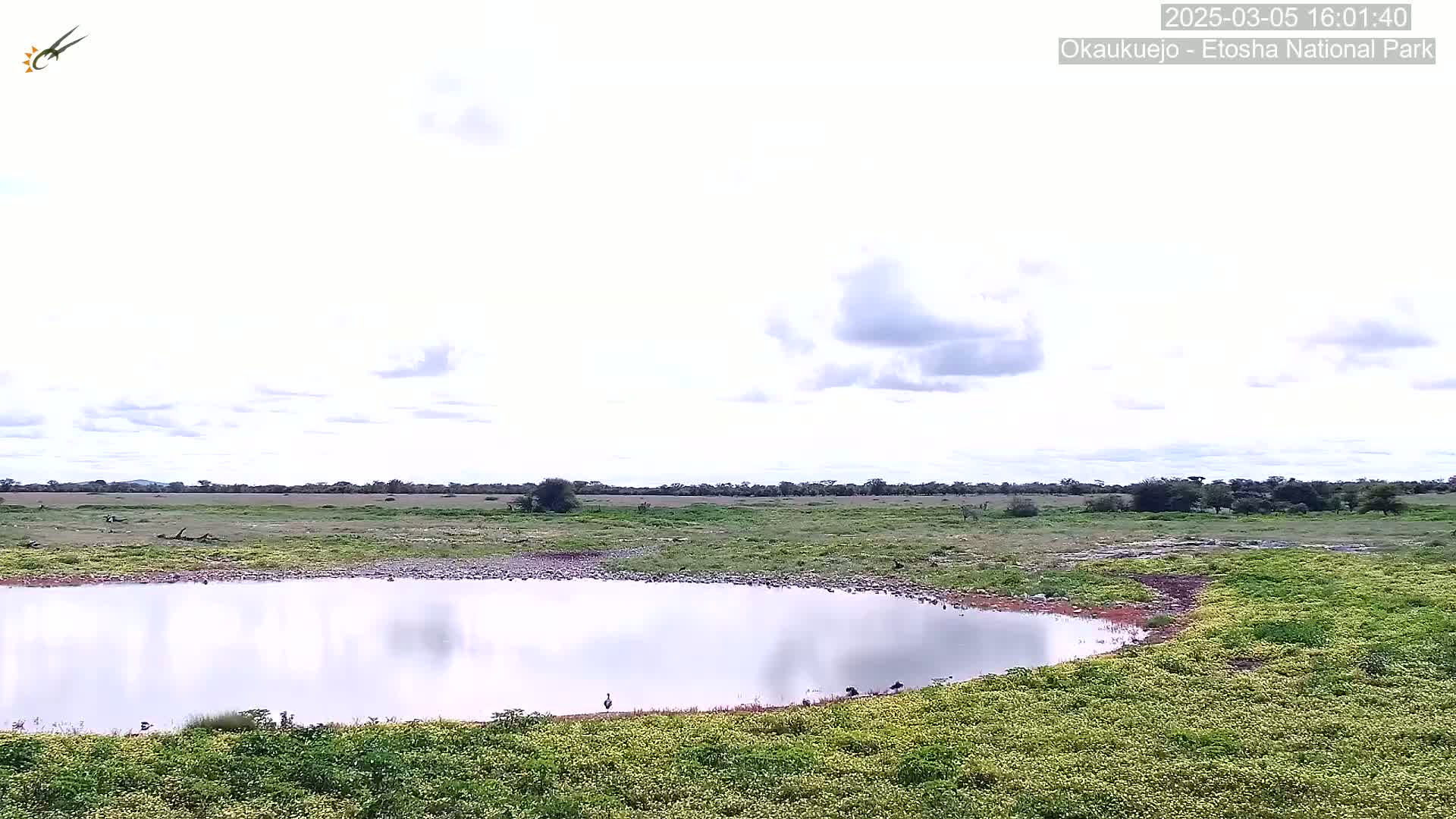 A calm, partly cloudy day reveals a tranquil watering hole surrounded by green vegetation and a flat, grassy expanse extending to a distant line of trees.