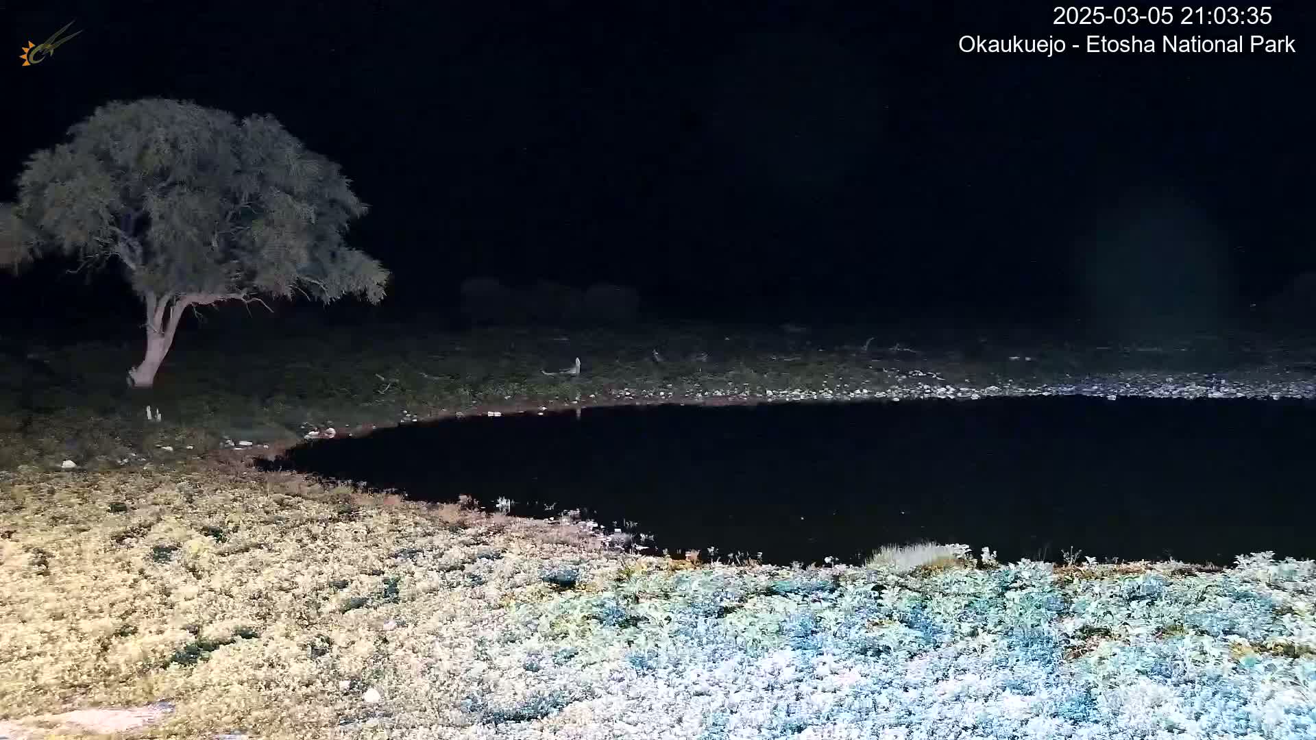 A dark, still body of water is surrounded by low-lying vegetation under a night sky.