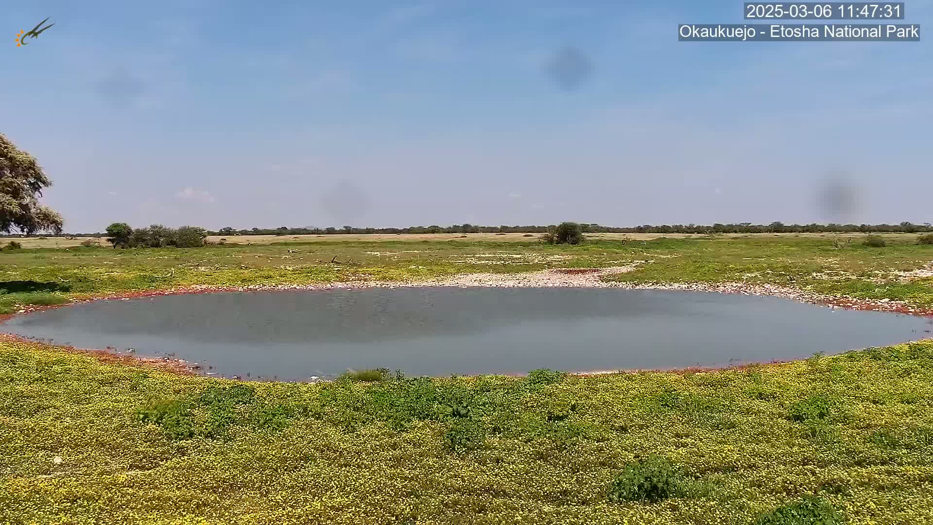 A calm, gray-water pond is surrounded by a field of yellow and green plants under a clear blue sky.