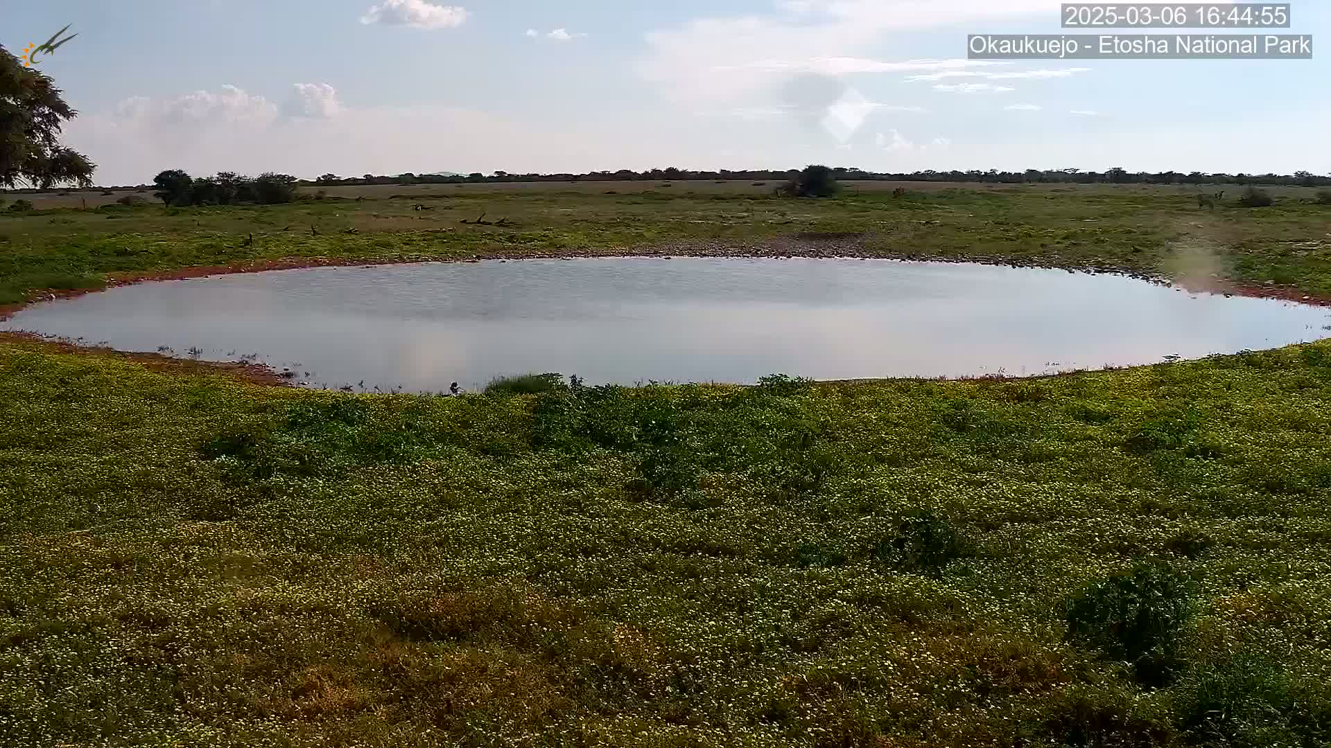 A calm, shallow pond sits in a field of low-lying green vegetation under a partly cloudy sky.