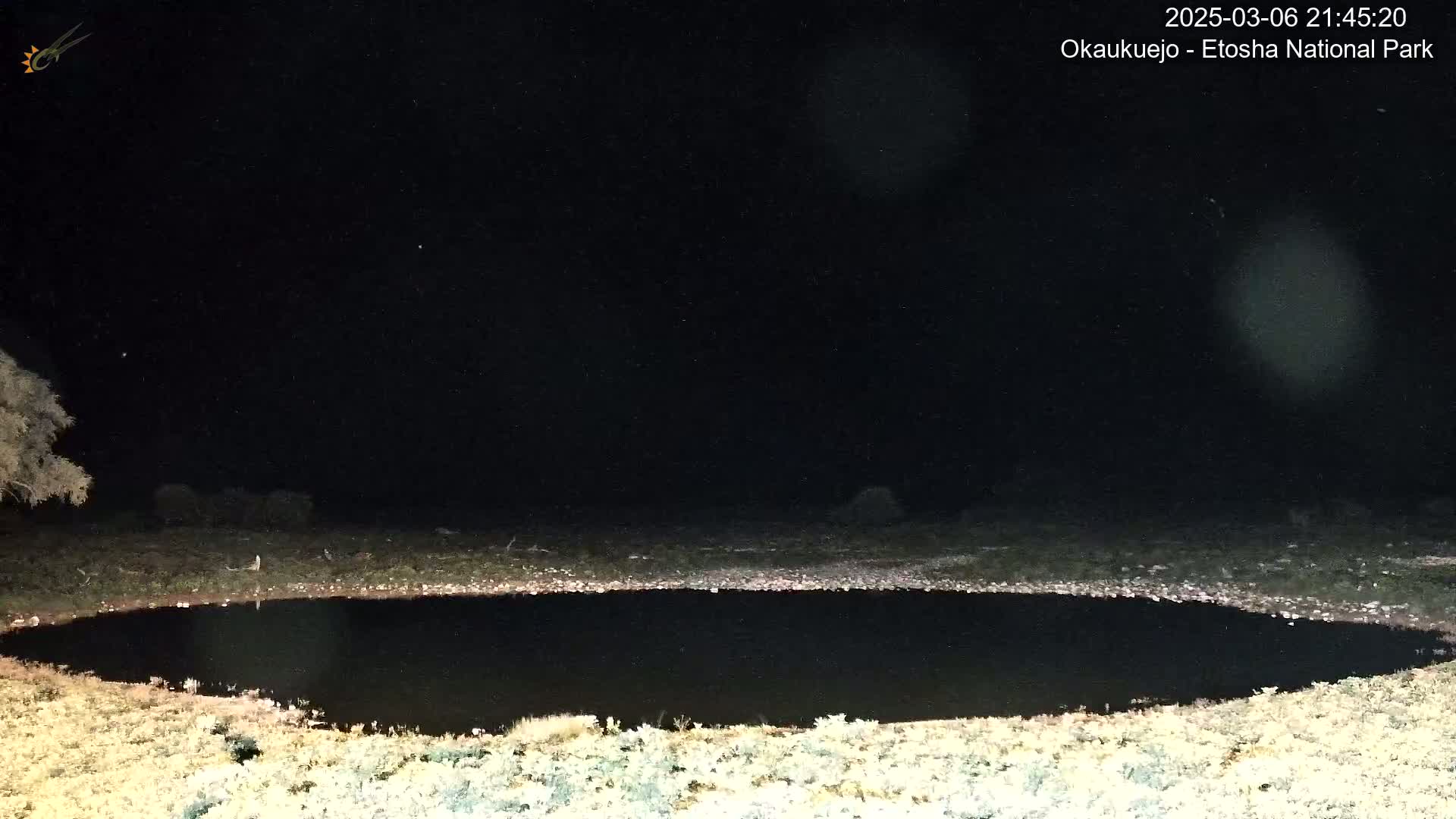 A dark, oval-shaped watering hole is visible at night, surrounded by sparse vegetation under a clear, starry sky.
