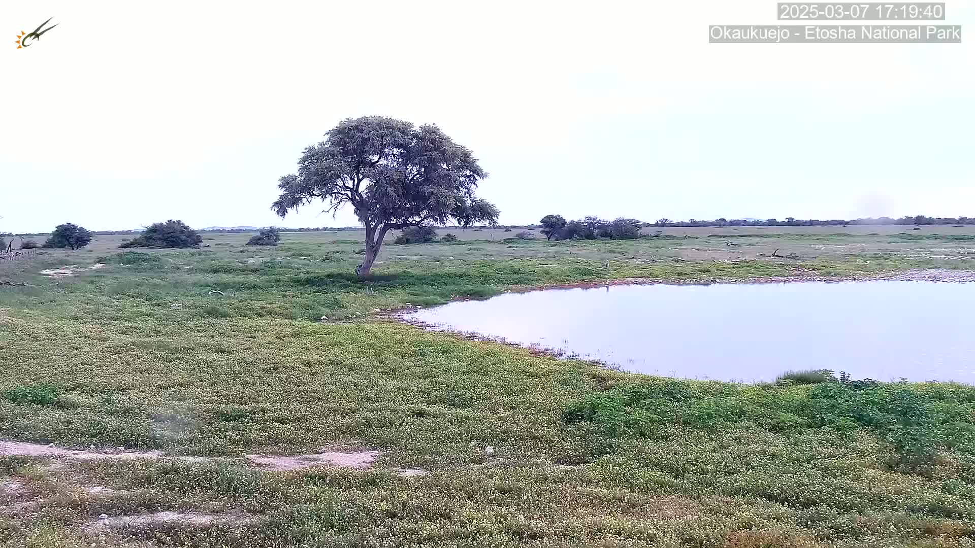 A flat, grassy plain under a mostly cloudy sky features a small pond and a lone tree near its center.
