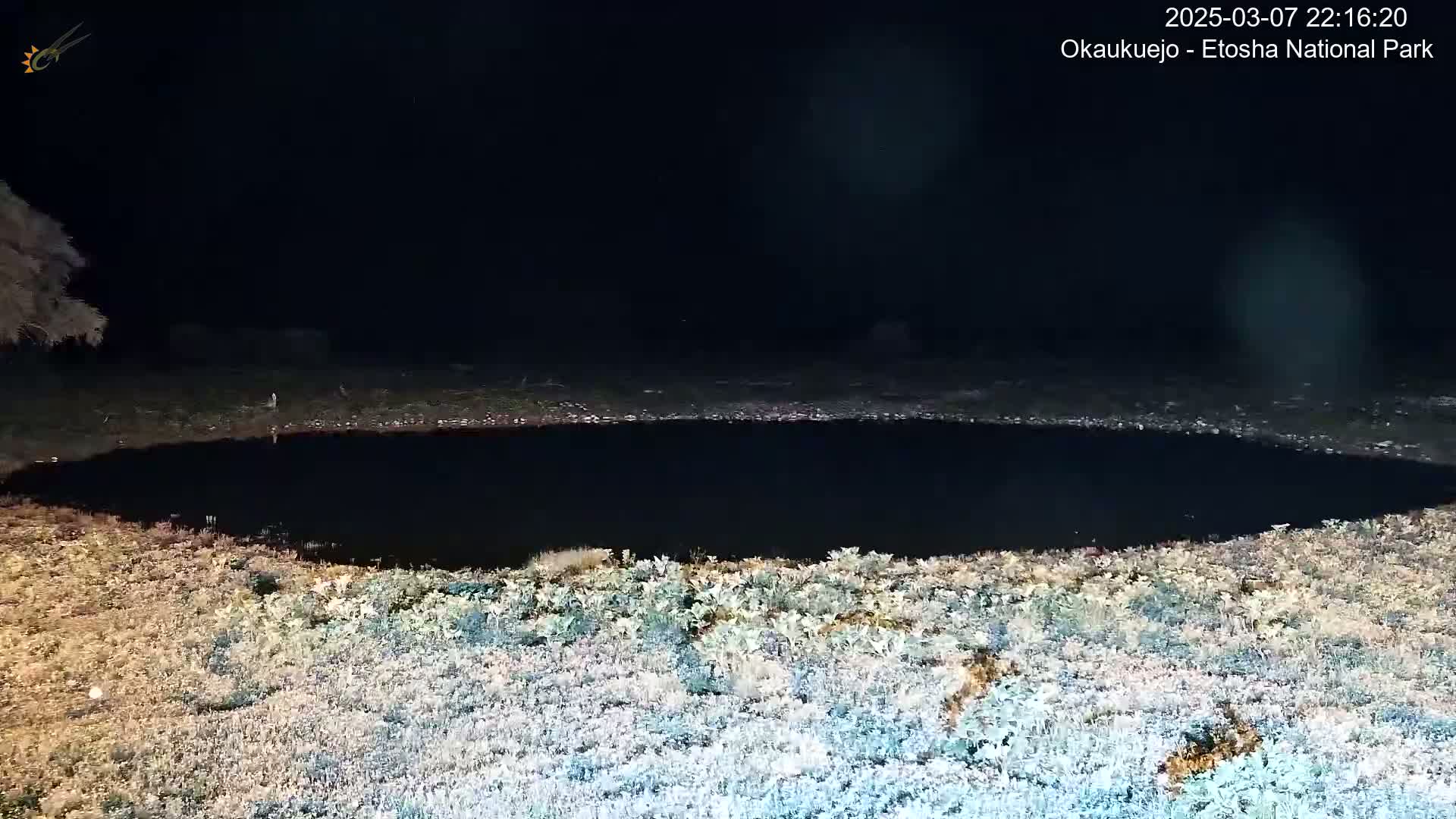 A dark, oval-shaped body of water is surrounded by light-colored, low-lying vegetation under a nighttime sky.