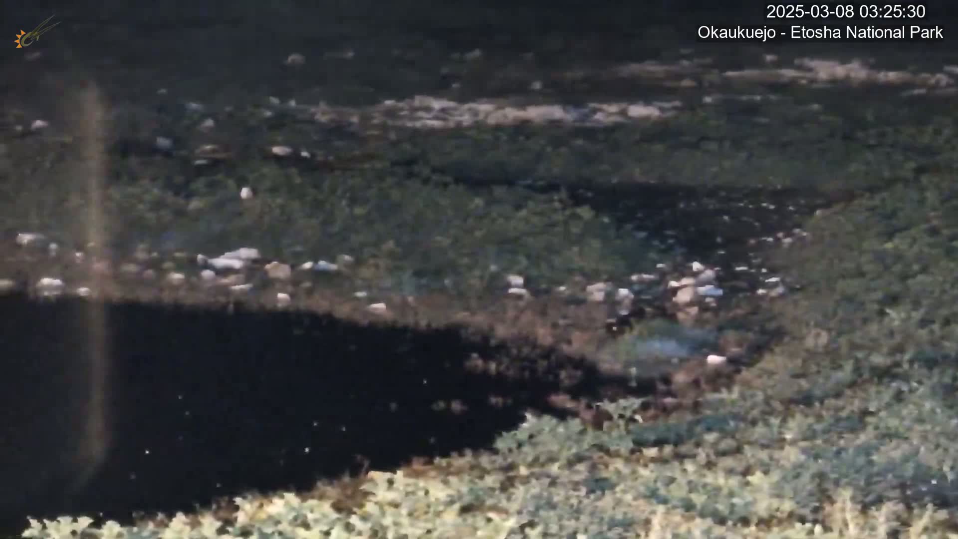 A dark, possibly muddy, body of water is partially visible, surrounded by light green, low-lying vegetation under nighttime conditions.