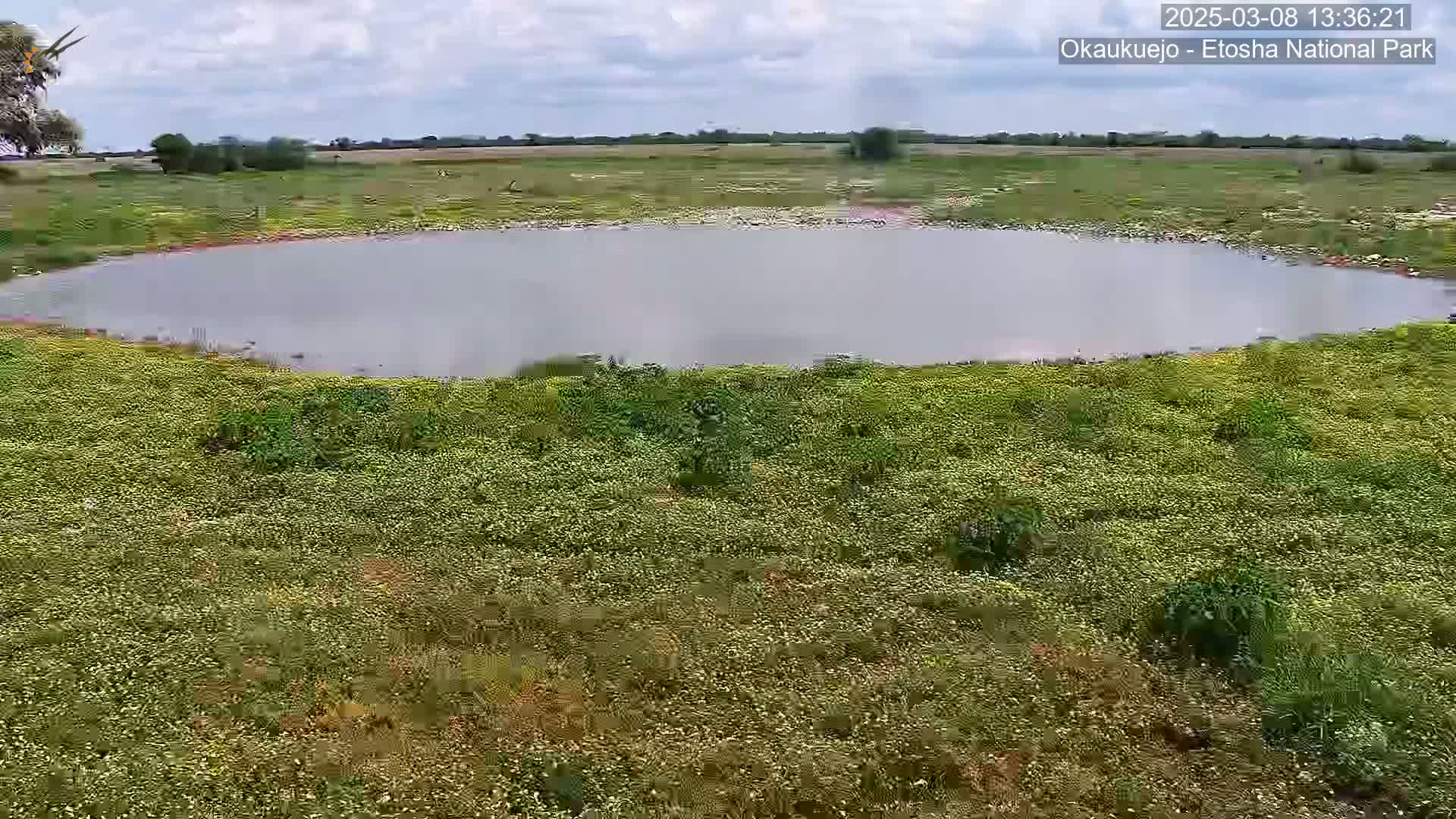 A calm body of water sits in a field of pale yellow-green flowering plants under a partly cloudy sky.