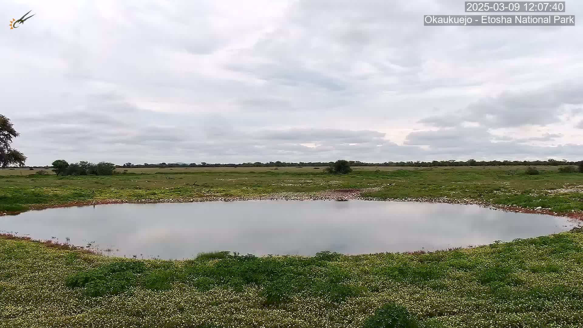 A calm, overcast day reveals a small, still pond surrounded by flowering green vegetation in a flat, grassy landscape.
