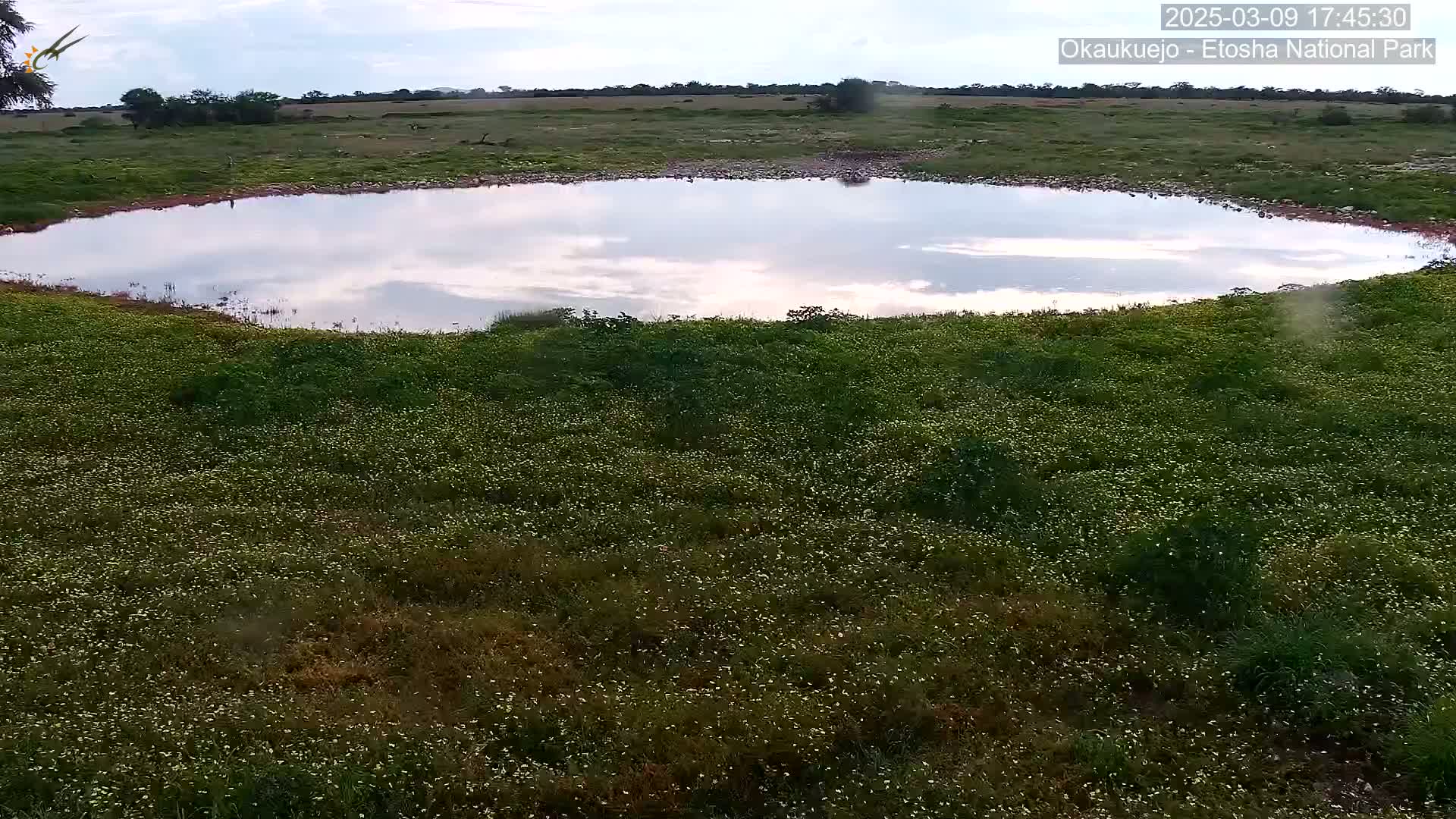 An aerial view shows a calm, cloud-reflected pond surrounded by a field of small, white flowering plants under a partly cloudy sky.