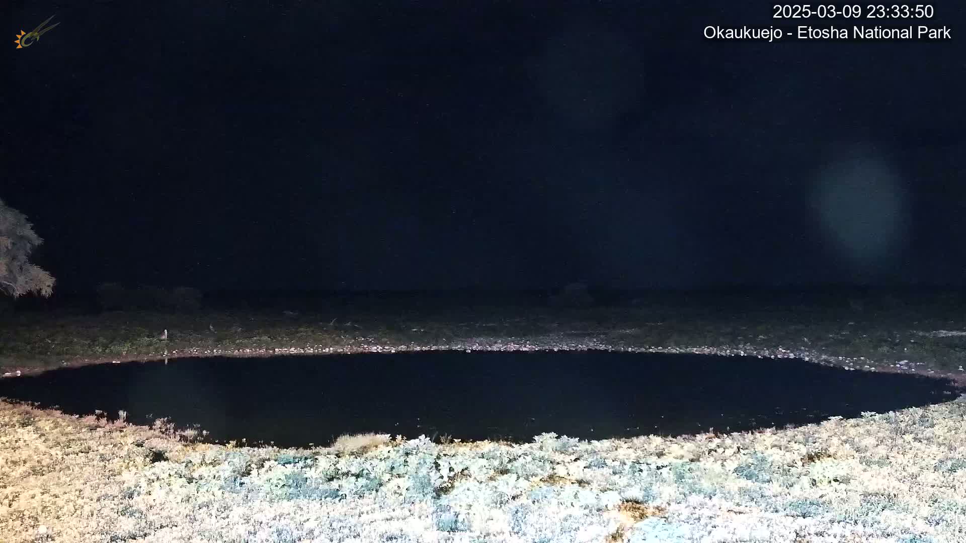 A dark, still body of water is surrounded by sparse, light-colored vegetation under a clear, starry night sky.