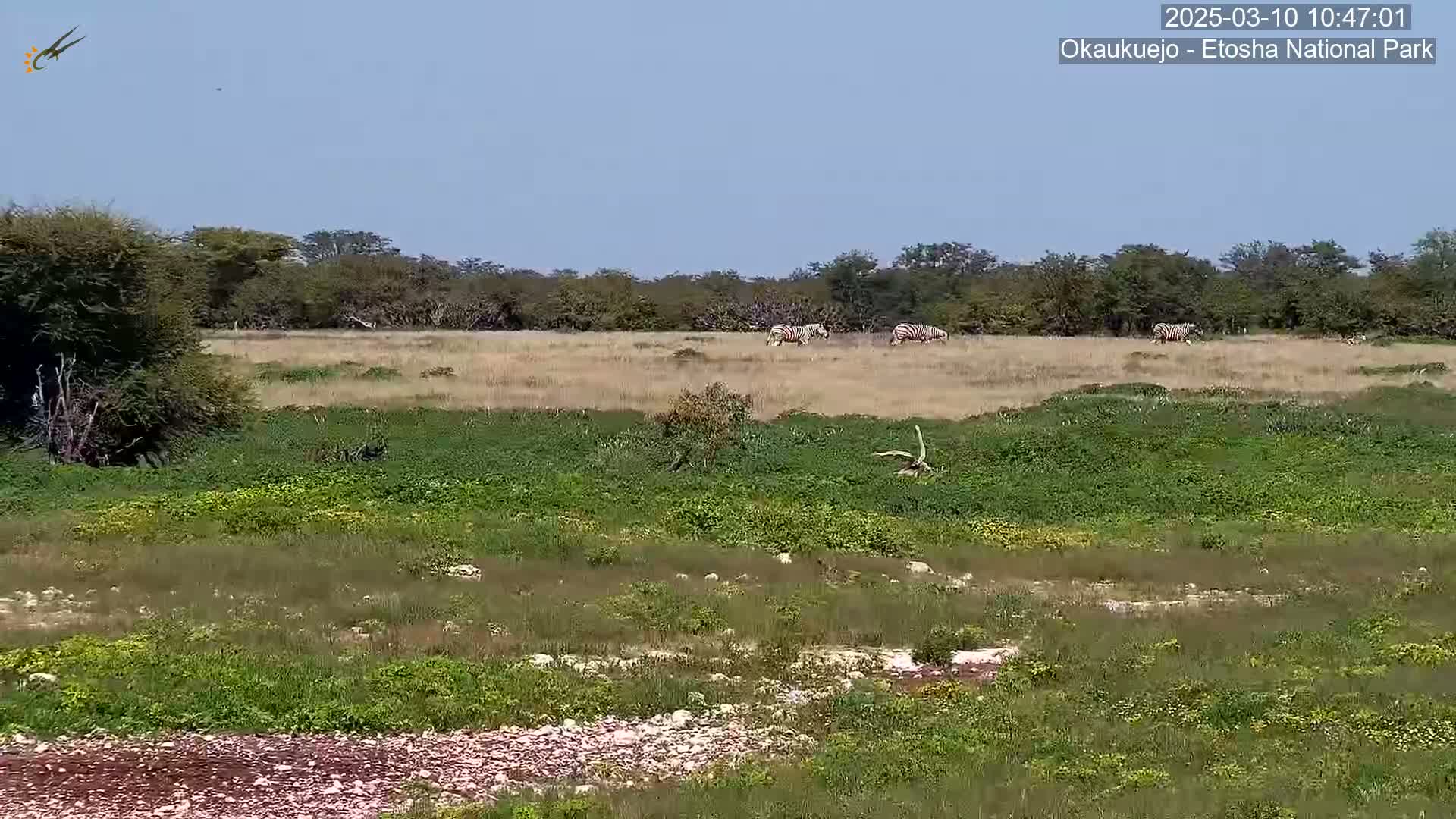 A grassy field with a few zebras in the distance under a clear blue sky.