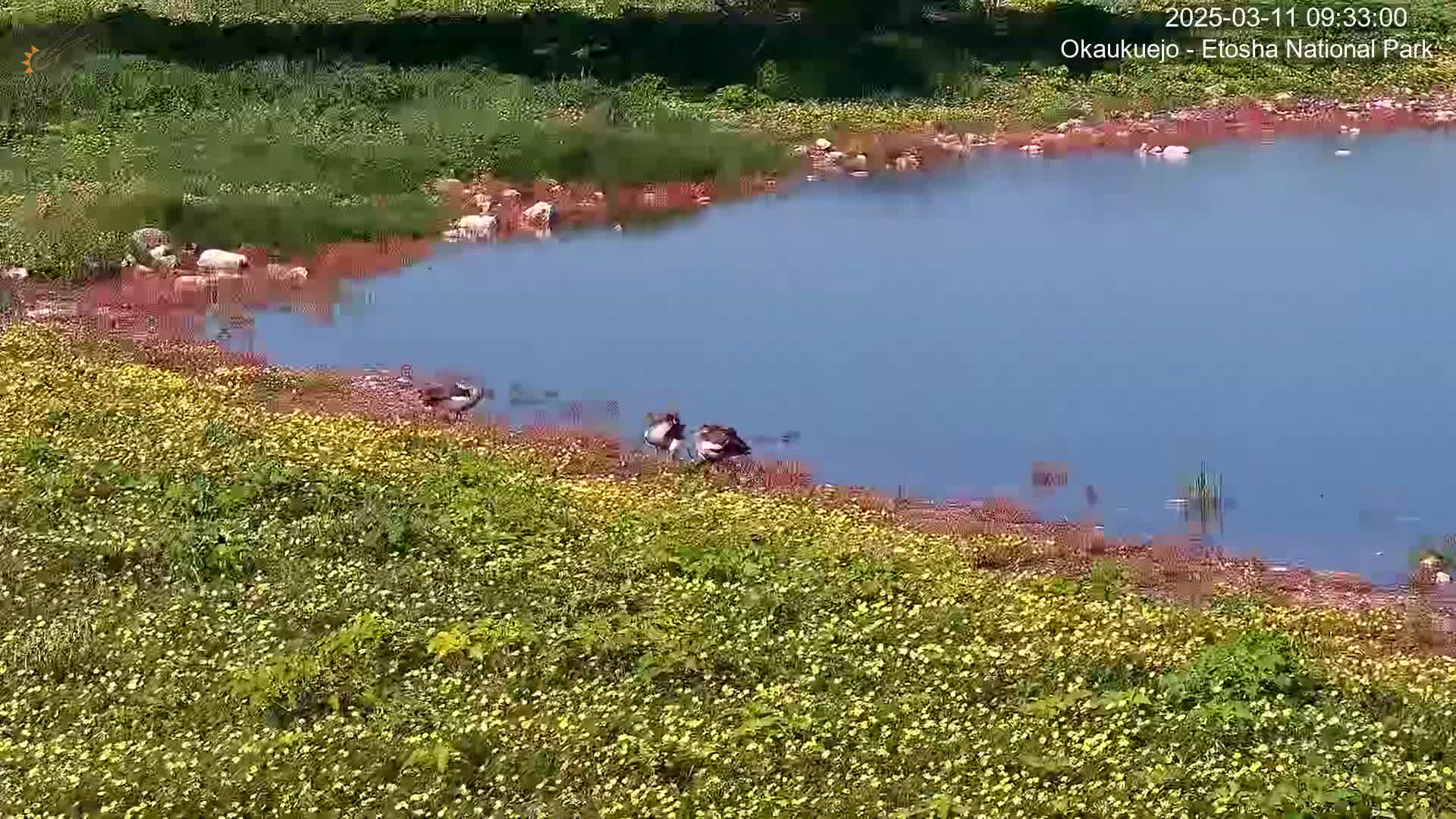 A calm, blue pond is bordered by a hillside covered in yellow wildflowers, with several birds near the water's edge.