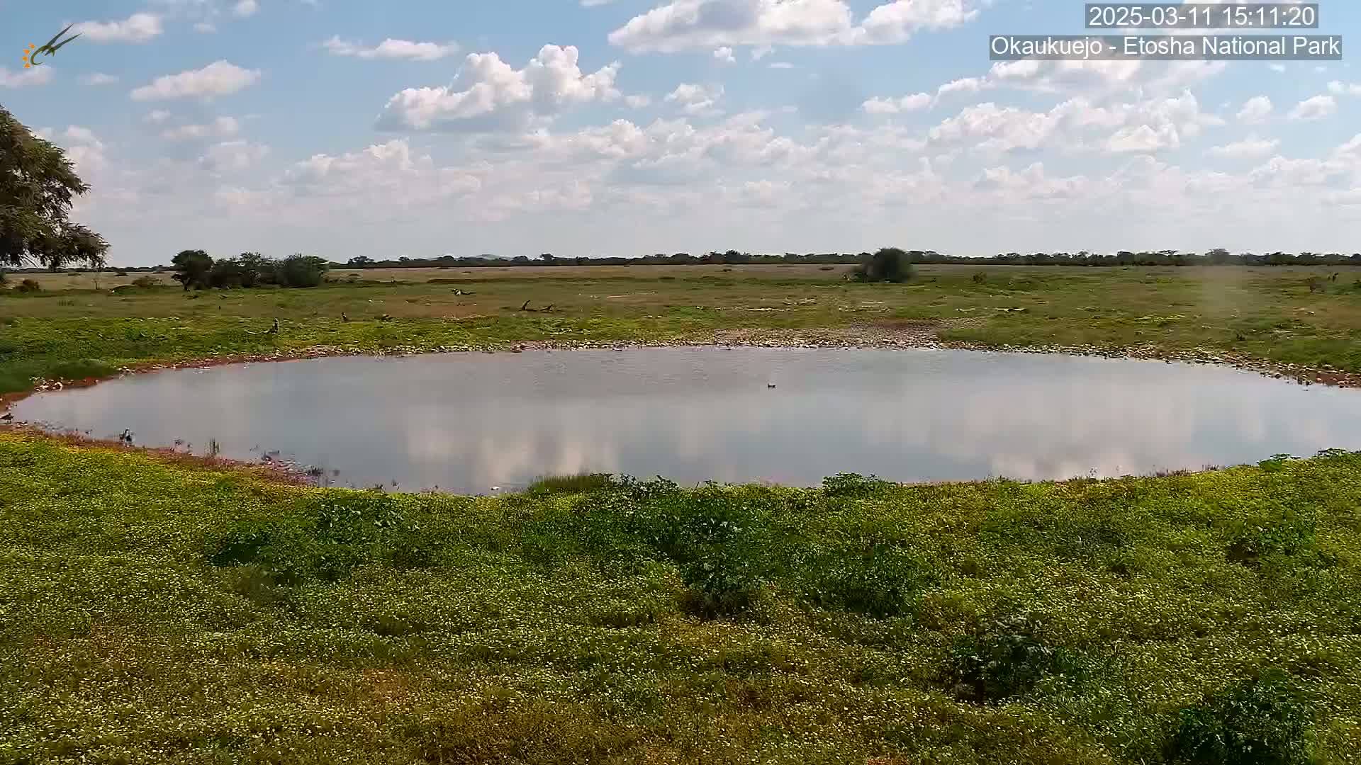 A mostly sunny day reveals a calm, shallow pond surrounded by green vegetation in a flat, grassy plain.