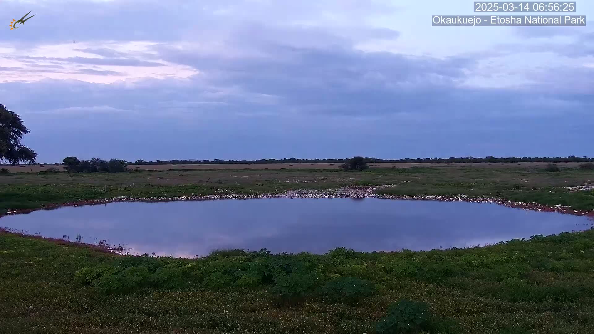 A calm, still waterhole sits in a grassy field under a mostly cloudy, twilight sky.