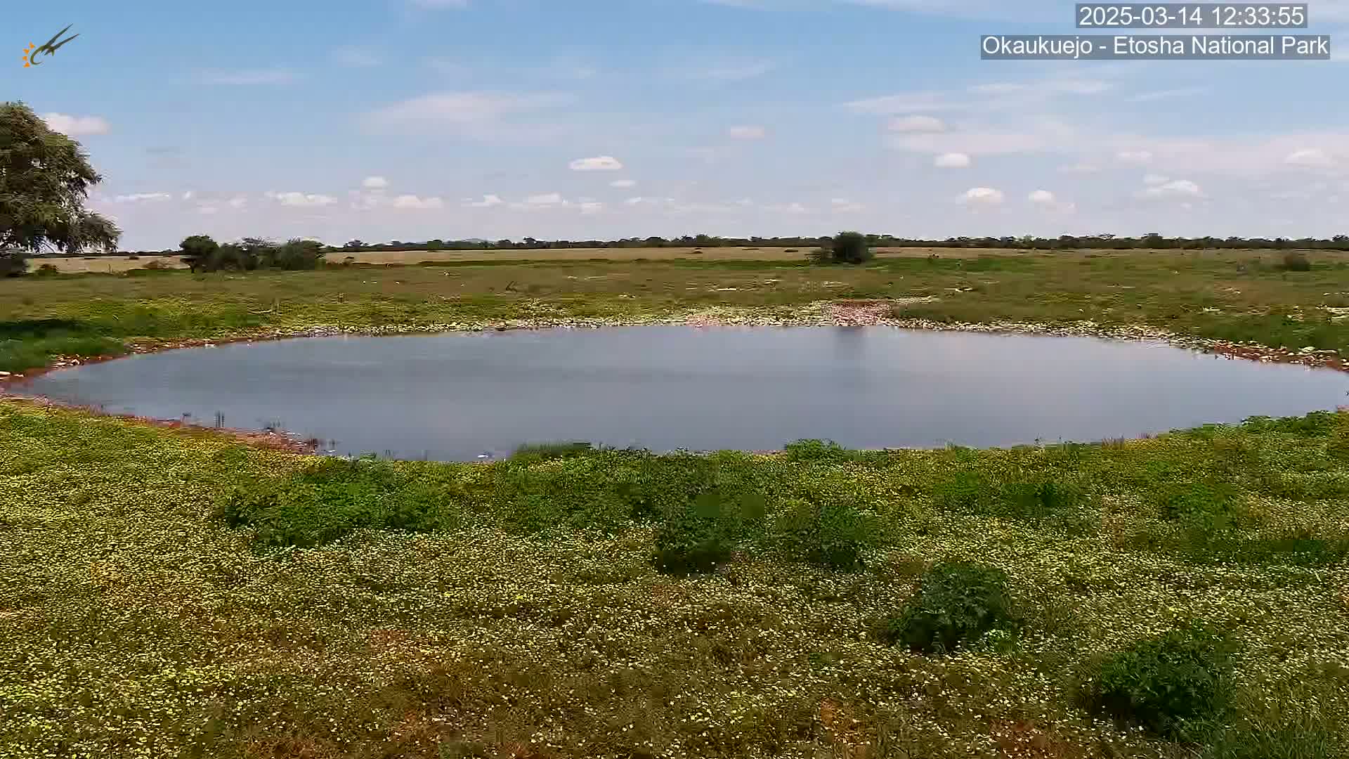 A calm, round pond is surrounded by a field of small yellow flowers under a partly cloudy sky.