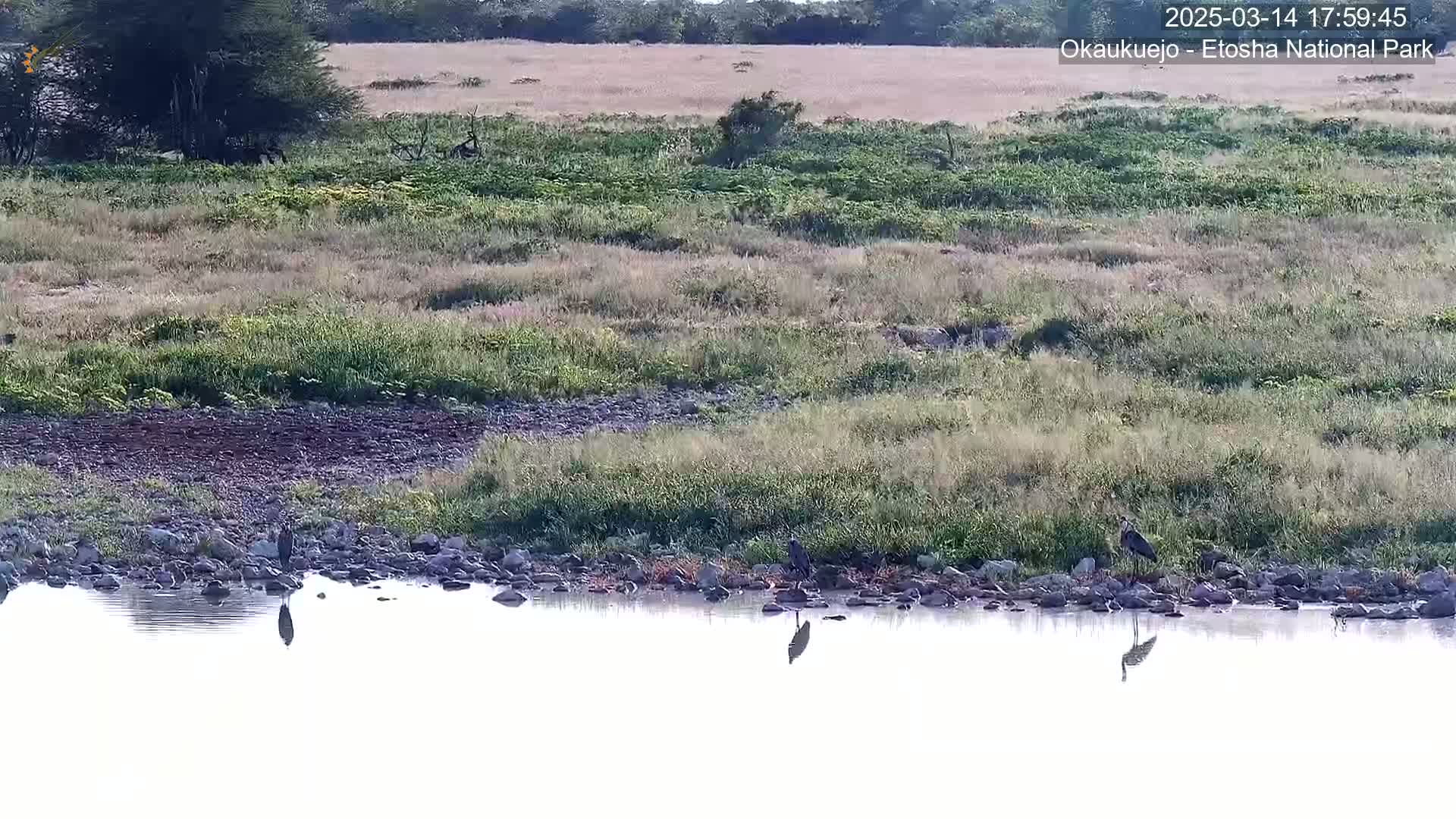 Several large birds stand near a calm body of water next to a grassy plain under a clear sky.