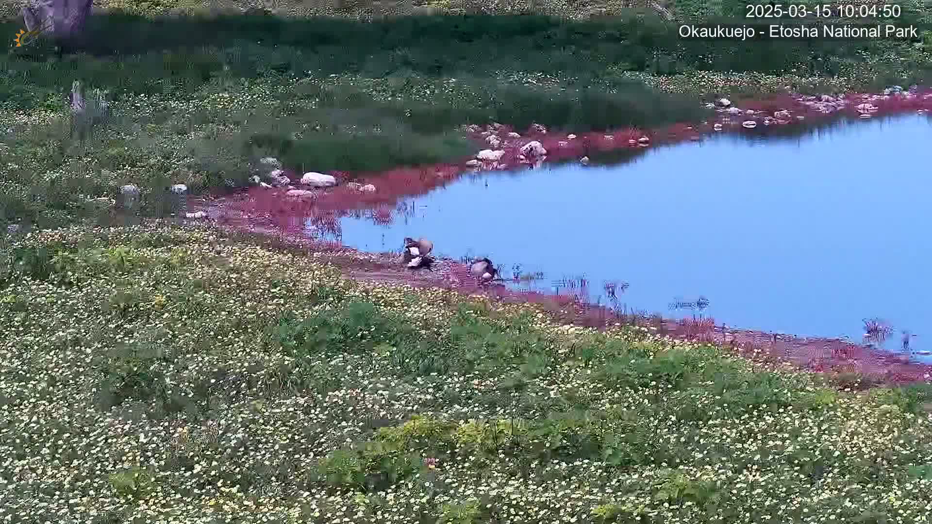 A tranquil blue pond is nestled within a field of blooming wildflowers, where several birds rest near the water's edge.