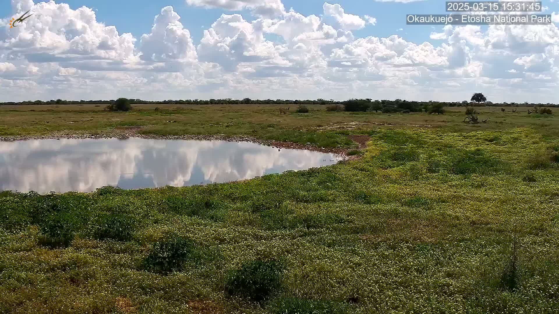 A calm body of water reflecting a partly cloudy sky sits in a flat, grassy field under a bright, sunny sky.