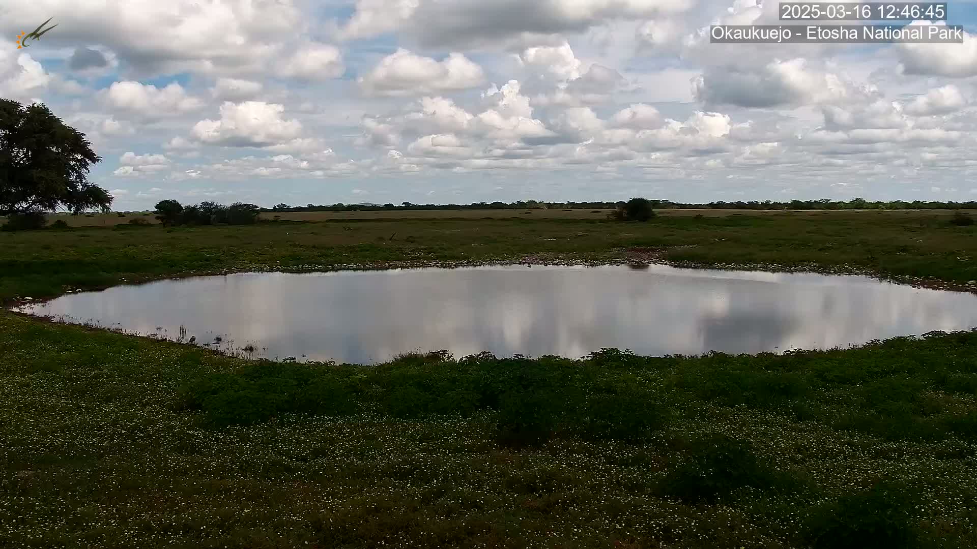 A calm, cloudy day reveals a small pond reflecting the sky, surrounded by low-lying vegetation in a flat, grassy landscape.