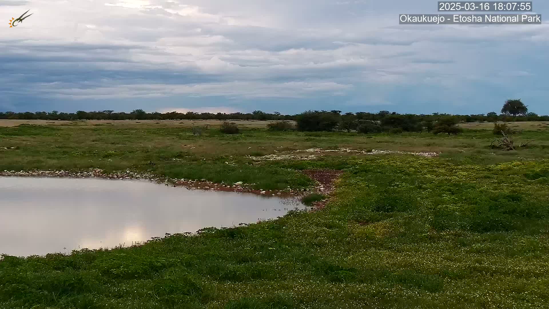A small, still body of water is nestled in a grassy field under a partly cloudy sky, with scattered trees in the background.