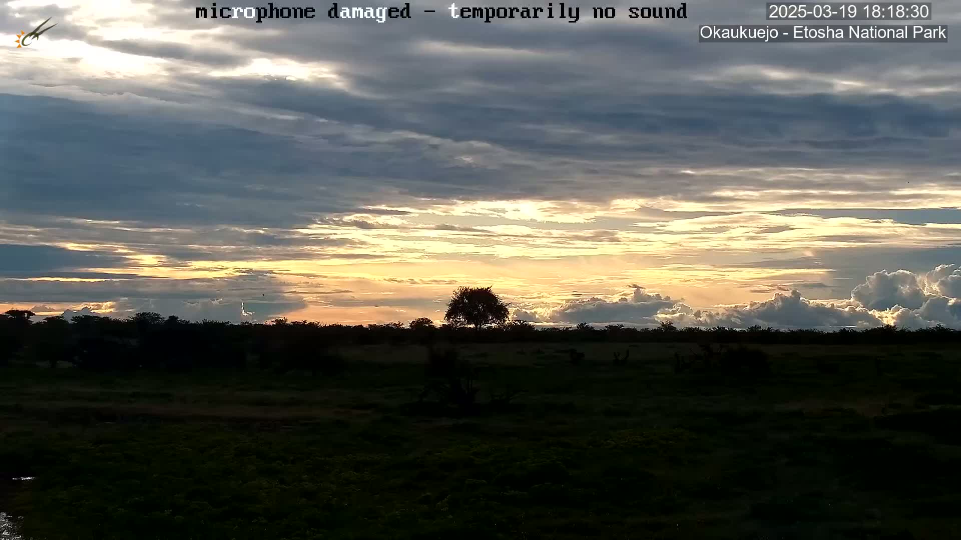 A sunset with streaky clouds in varying shades of gray, orange, and yellow illuminates a flat, dark green landscape with silhouetted trees.