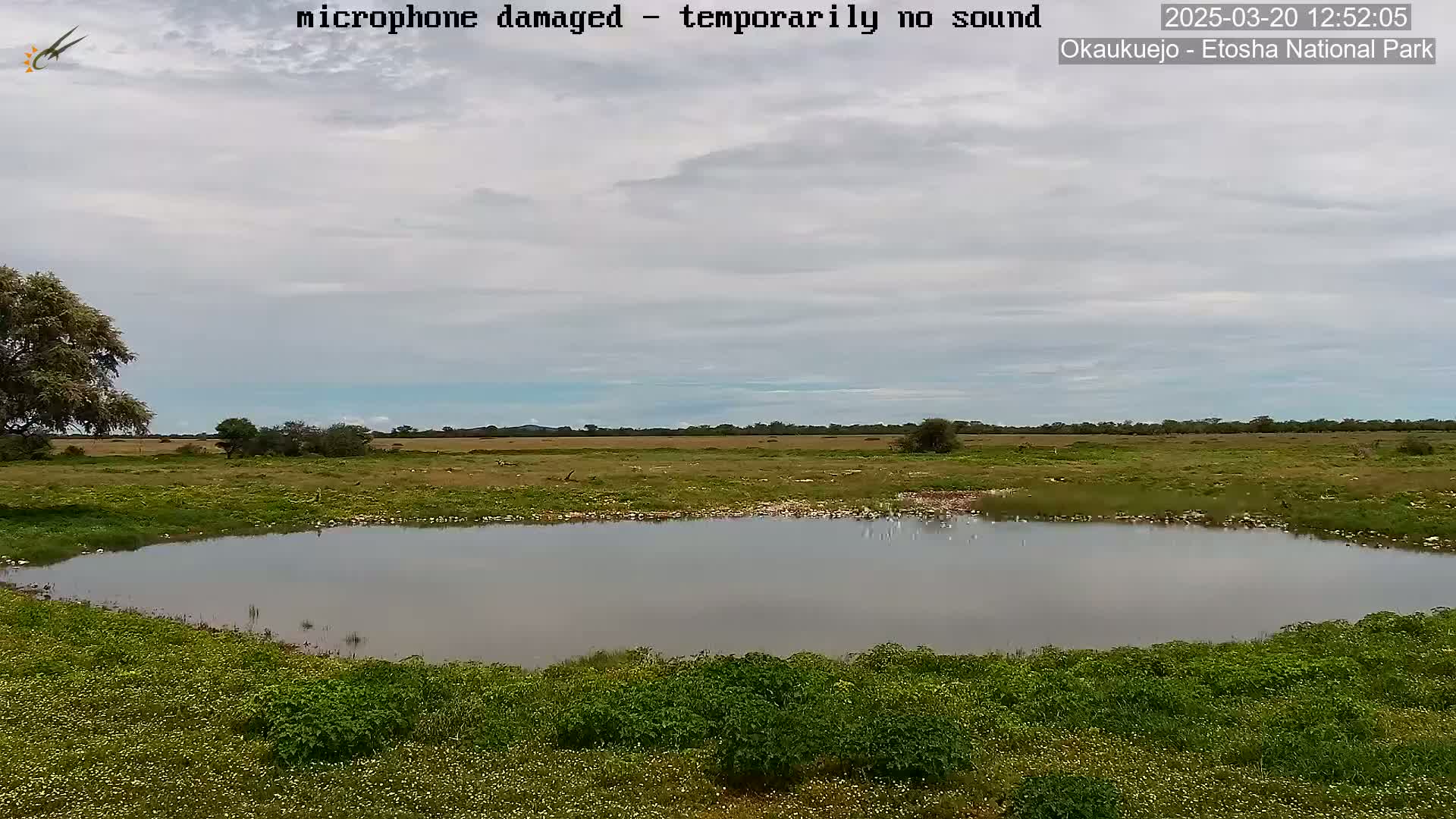 A calm, overcast day reveals a small, still pond surrounded by green vegetation and a flat, grassy plain extending to the horizon.