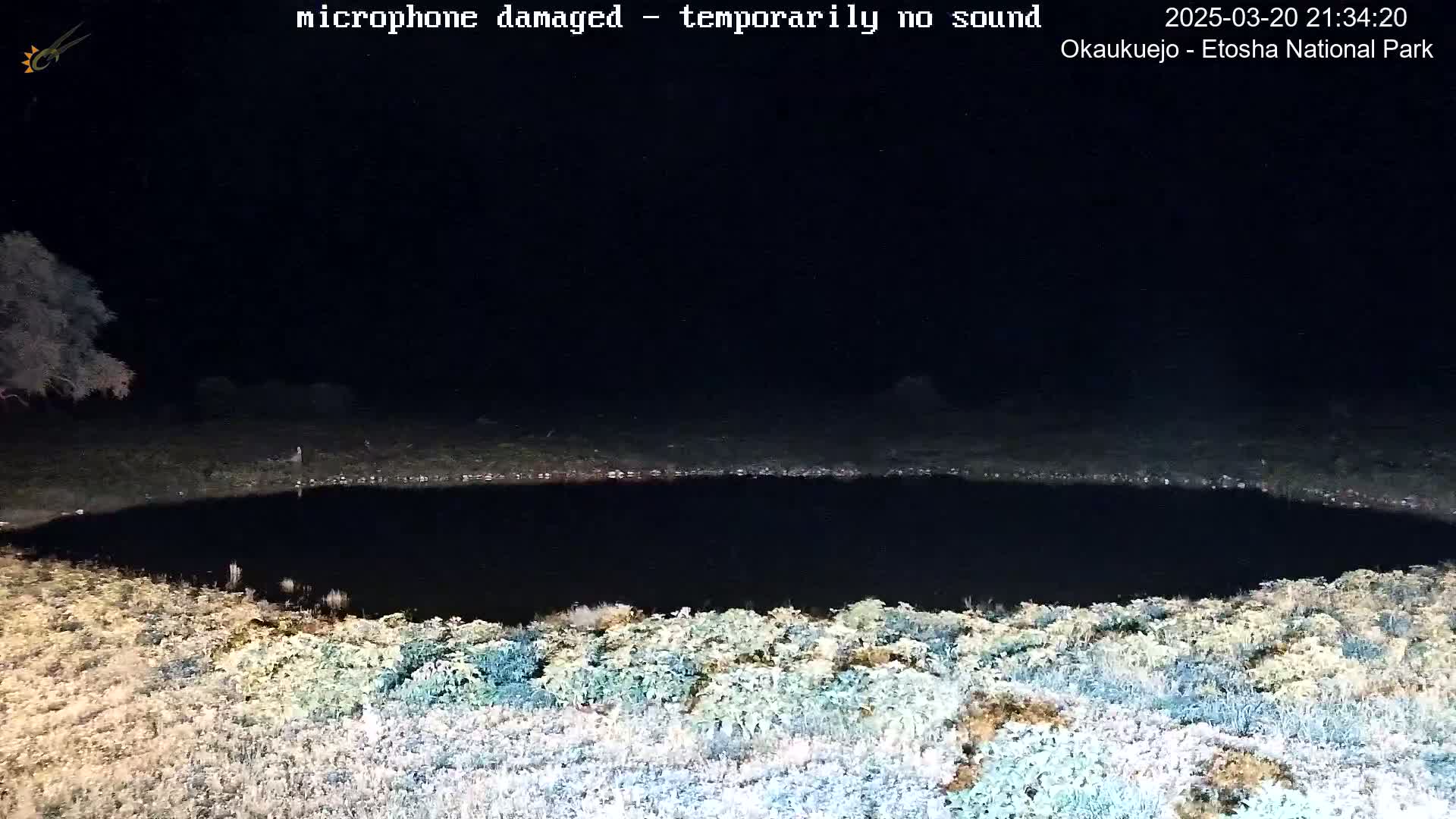 A dark, still body of water is surrounded by light-colored vegetation at night.