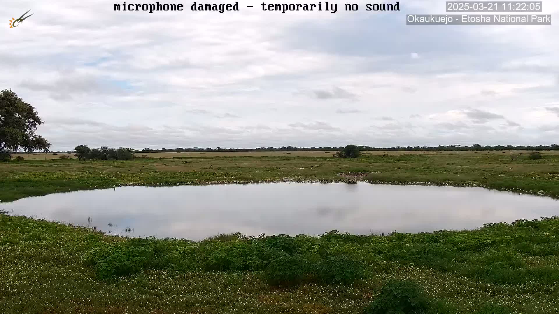 A calm, still pond is surrounded by green vegetation under a cloudy sky.