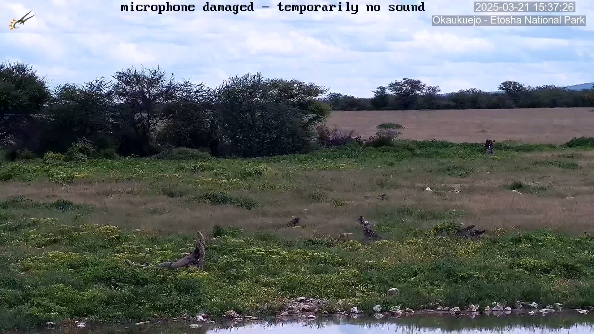A flat, grassy plain with scattered bushes and a few birds near a small body of water under a partly cloudy sky.