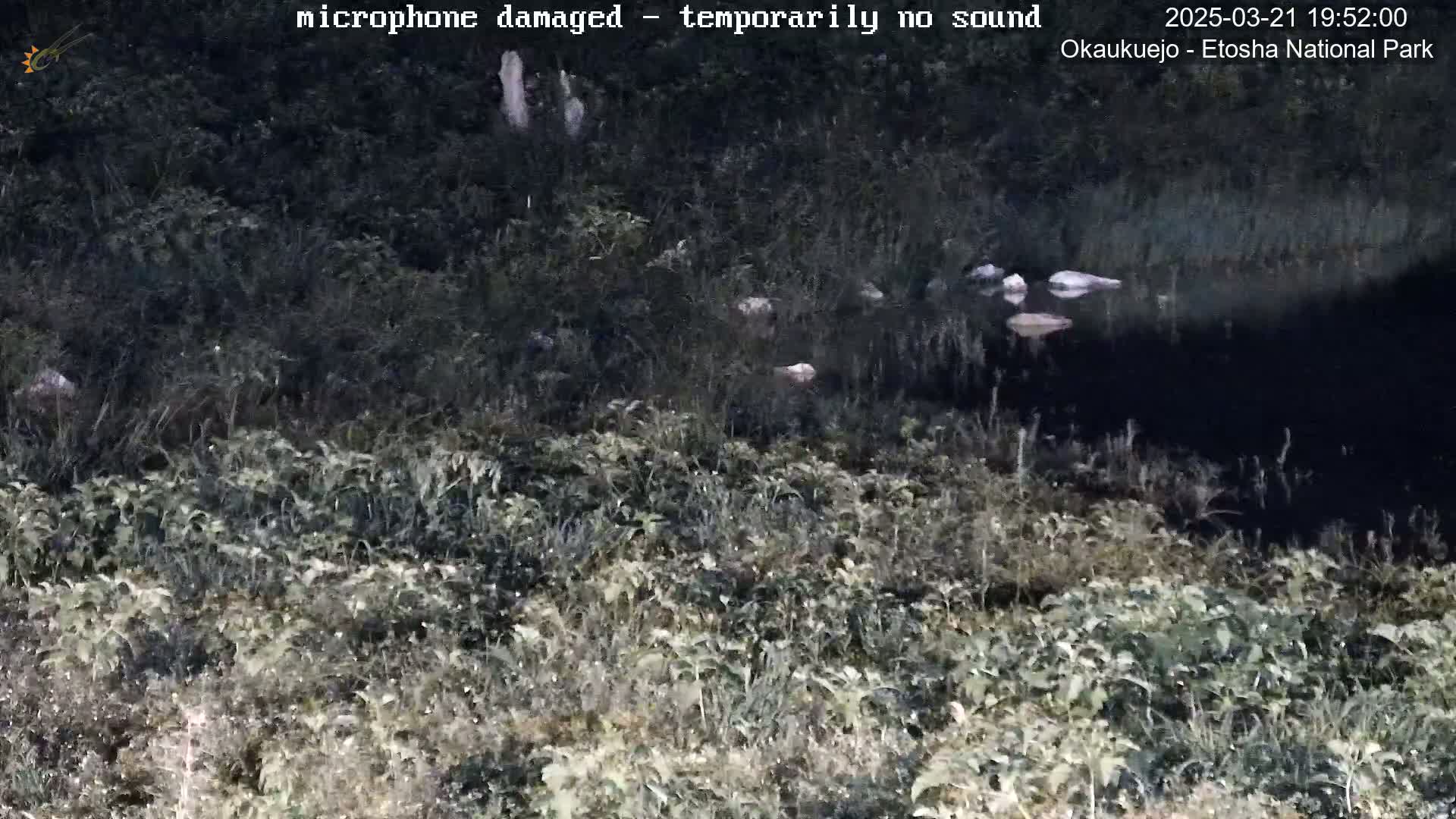 A dark, nighttime scene shows low-lying vegetation surrounding a still body of dark water, in which several light-colored objects are partially submerged.