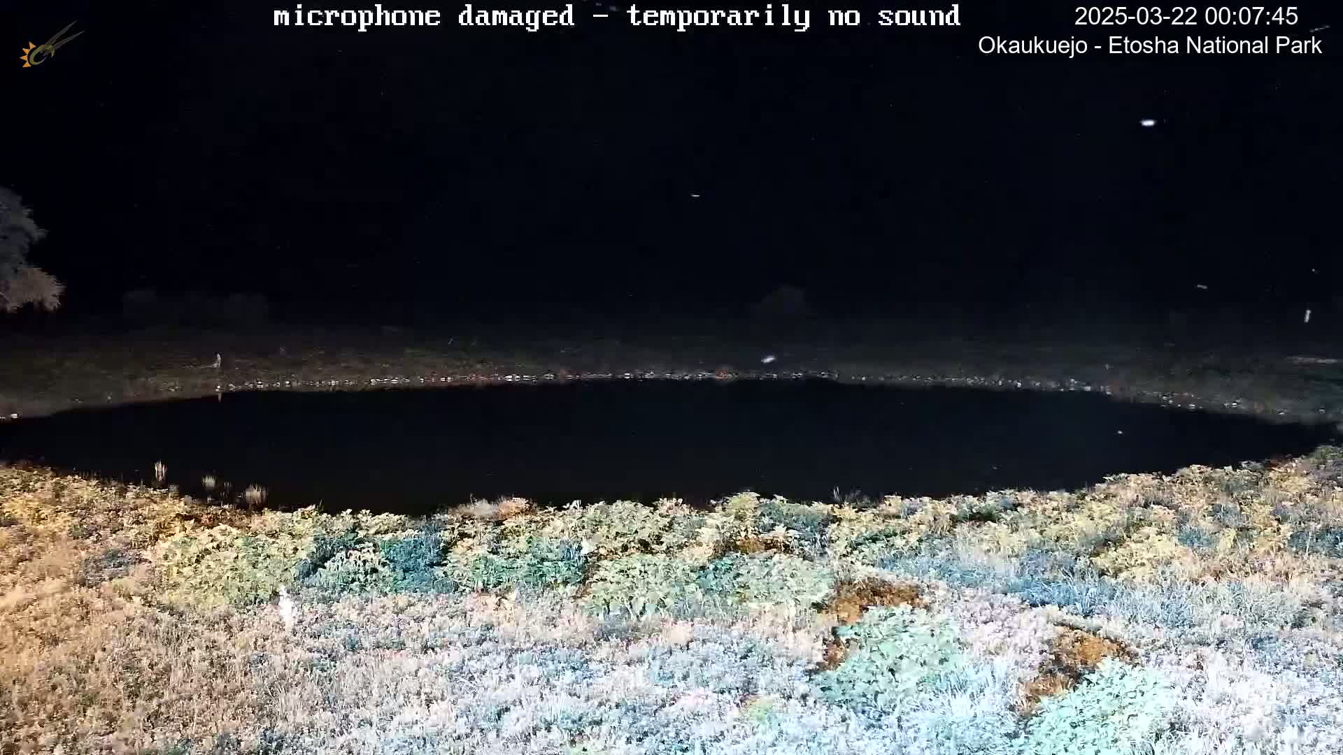 A dark, still body of water is surrounded by light-colored vegetation under a nighttime sky with light snow falling.