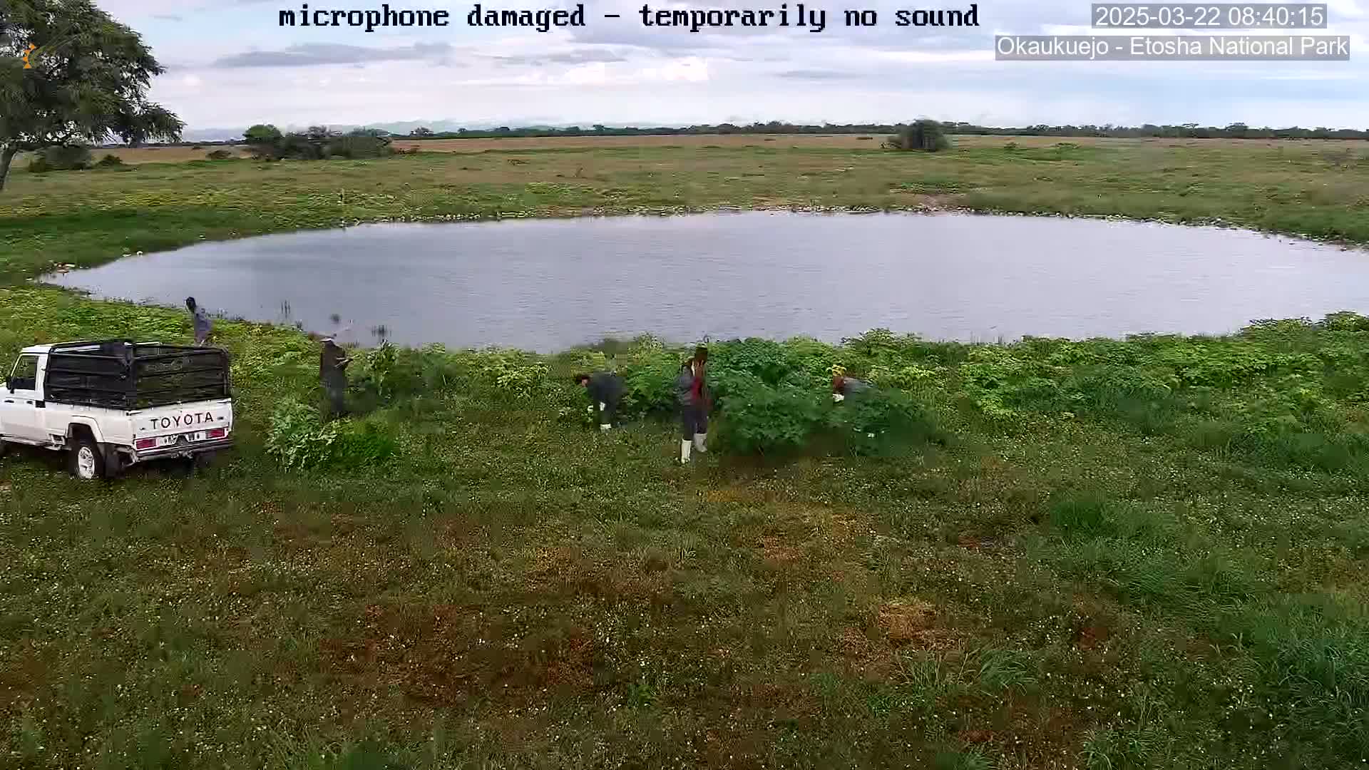 Several people are working near a pond in a grassy field under an overcast sky.  A white Toyota pickup truck is parked nearby.