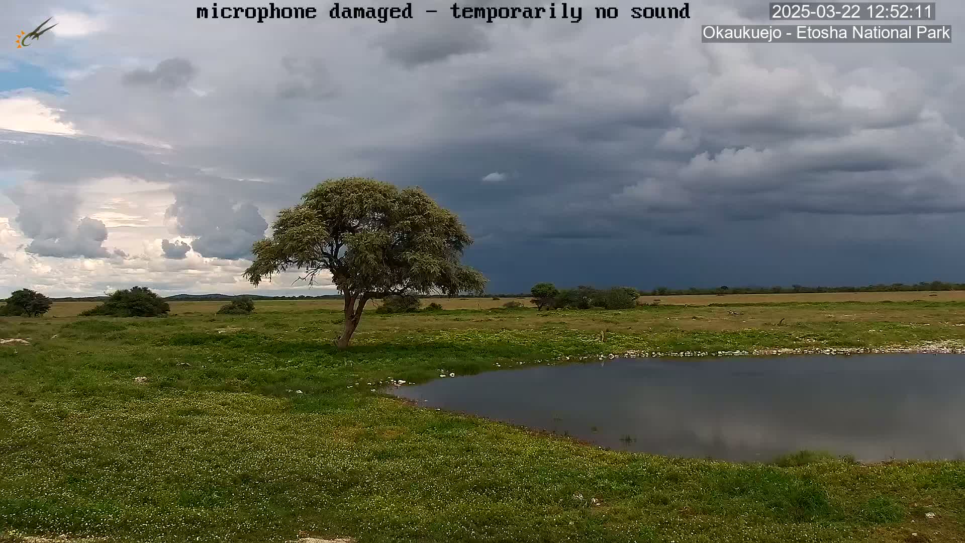 A flat, grassy field with a small pond and a lone tree under a partly cloudy, stormy sky.