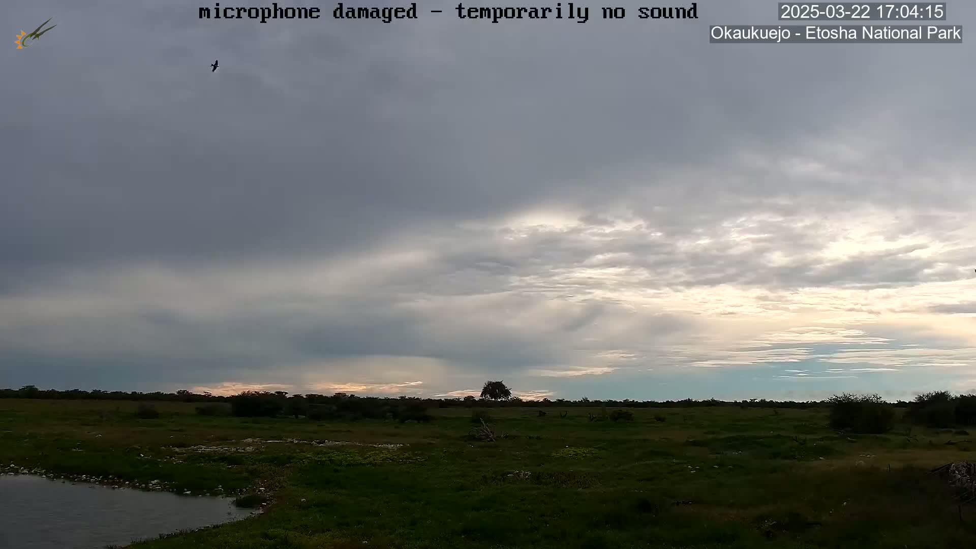 A bird flies over a flat, grassy landscape under a mostly cloudy sky with some breaks of lighter color near the horizon.