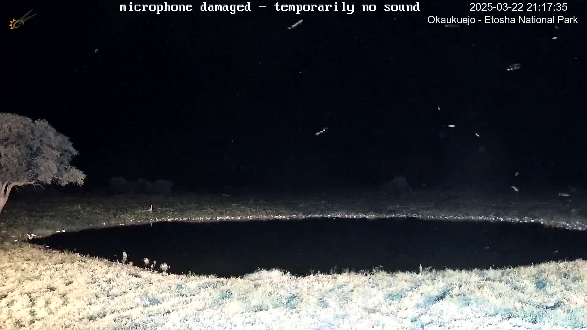 A nighttime scene shows a dark, still body of water surrounded by light-colored grass under a dark sky with light snowfall.