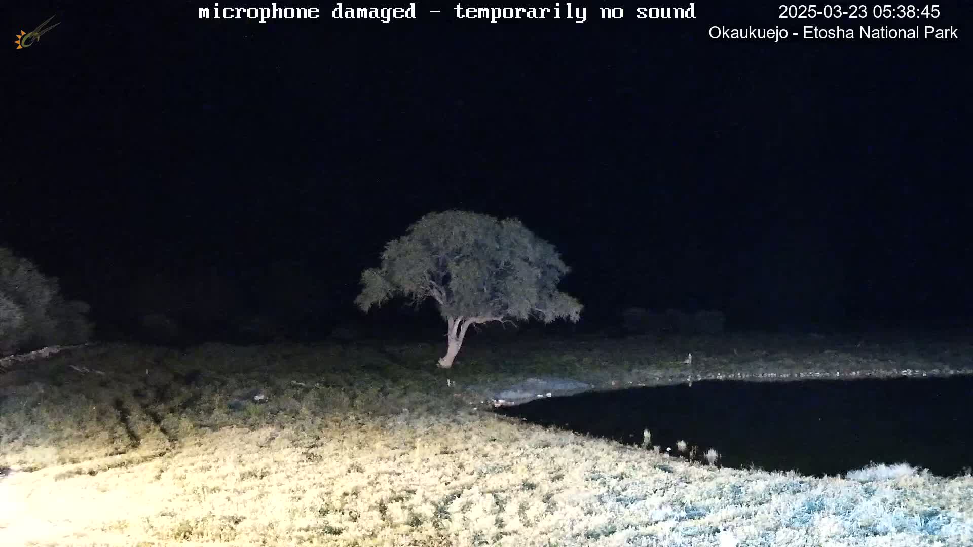 A single tree stands near a dark body of water under a nighttime sky.
