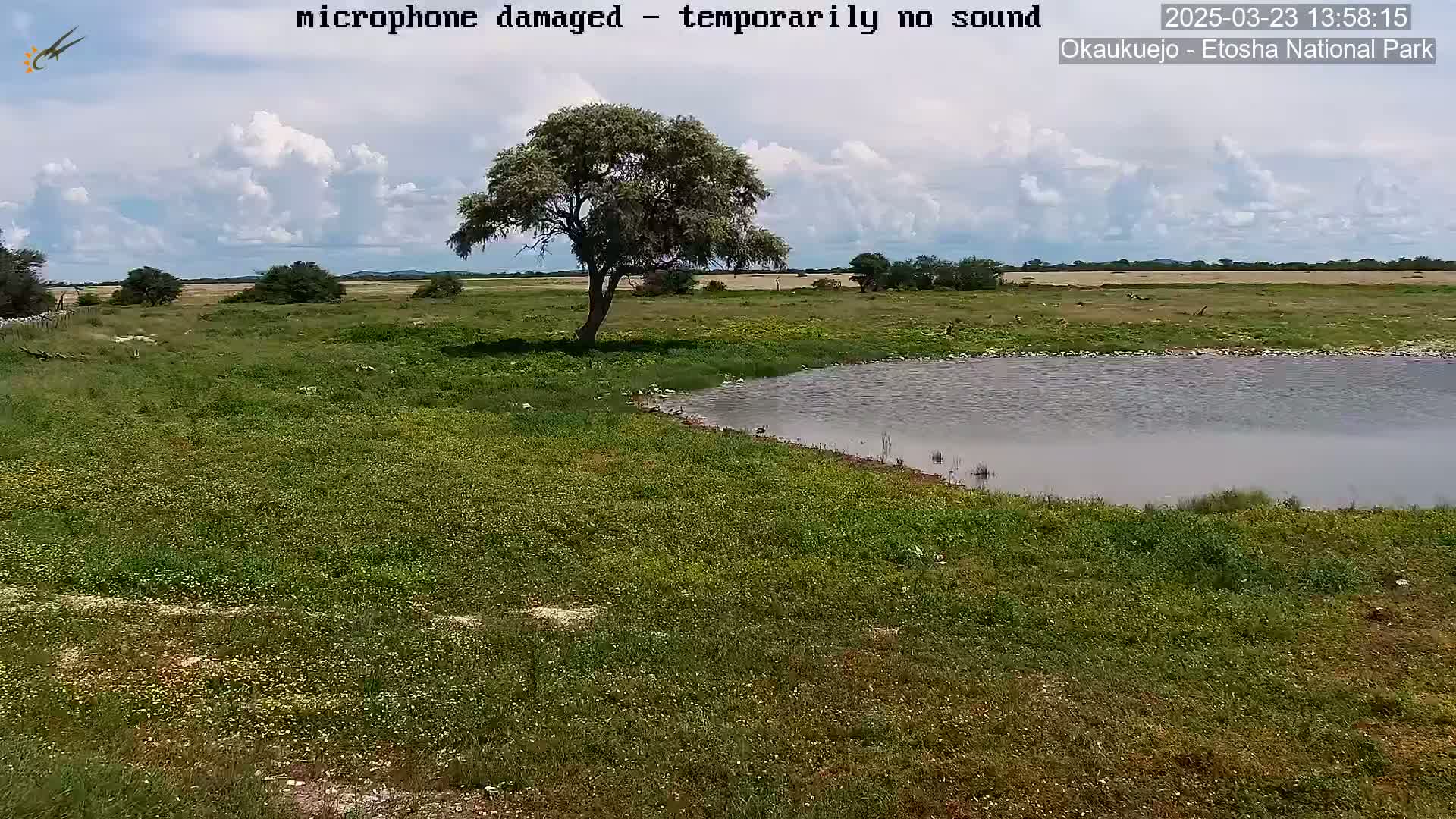 A partly cloudy day shows a flat, green landscape with a small pond and a lone tree near the water's edge.