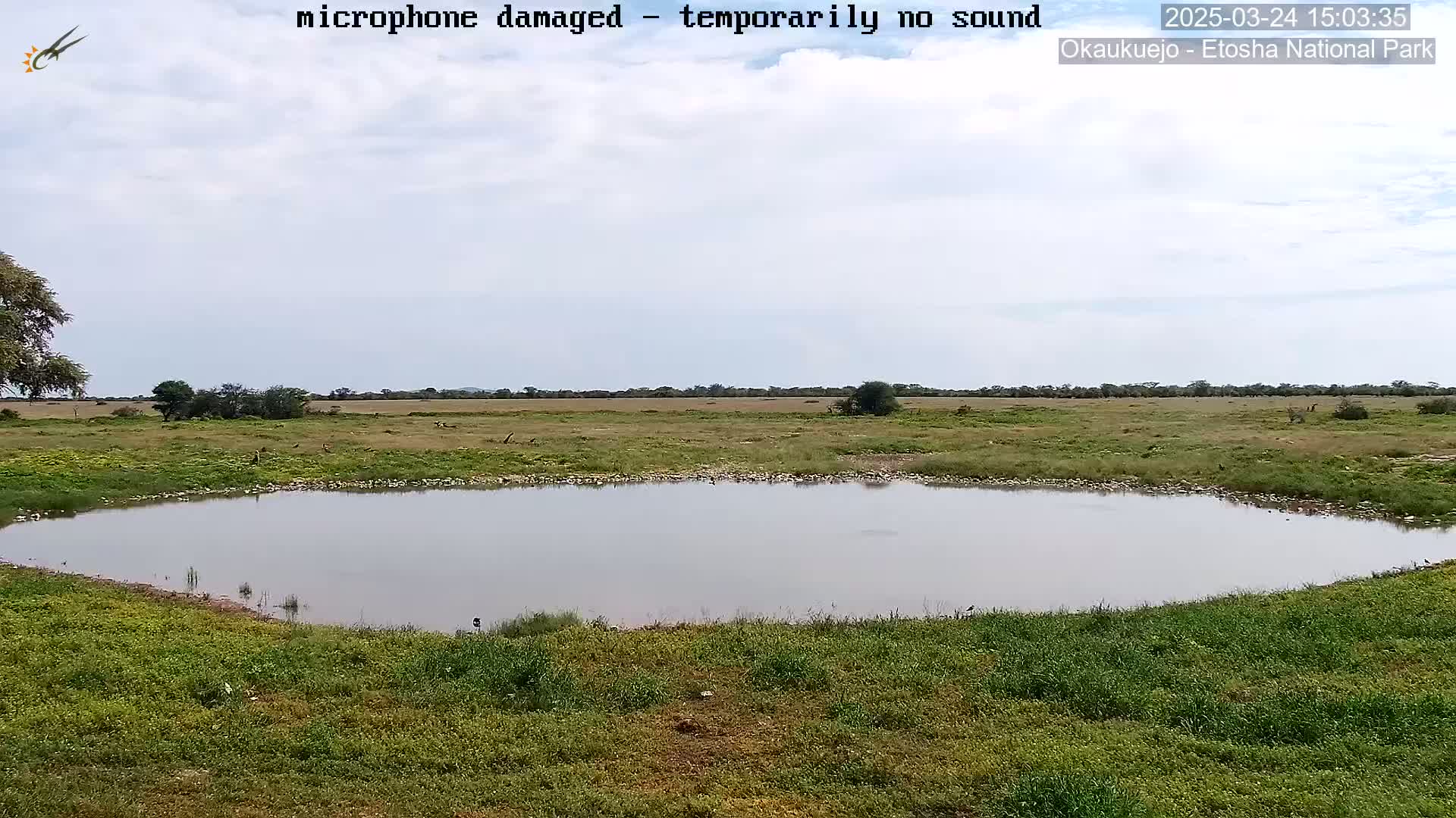 A calm, overcast day reveals a tranquil, shallow watering hole surrounded by short green grass, extending into a flat, grassy plain under a pale sky.
