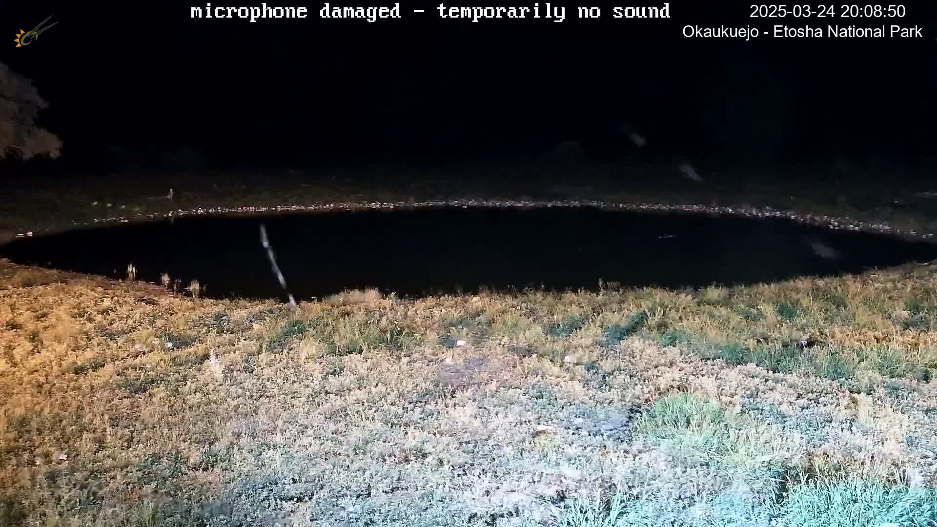 A dark, oval-shaped body of water is surrounded by dry, light brown and green grass under a nighttime sky.