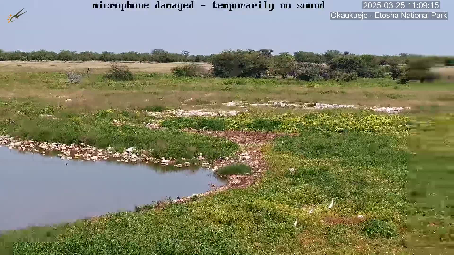 A small body of water sits in a grassy field under a clear sky, with several birds visible near the water's edge and some trees in the background.