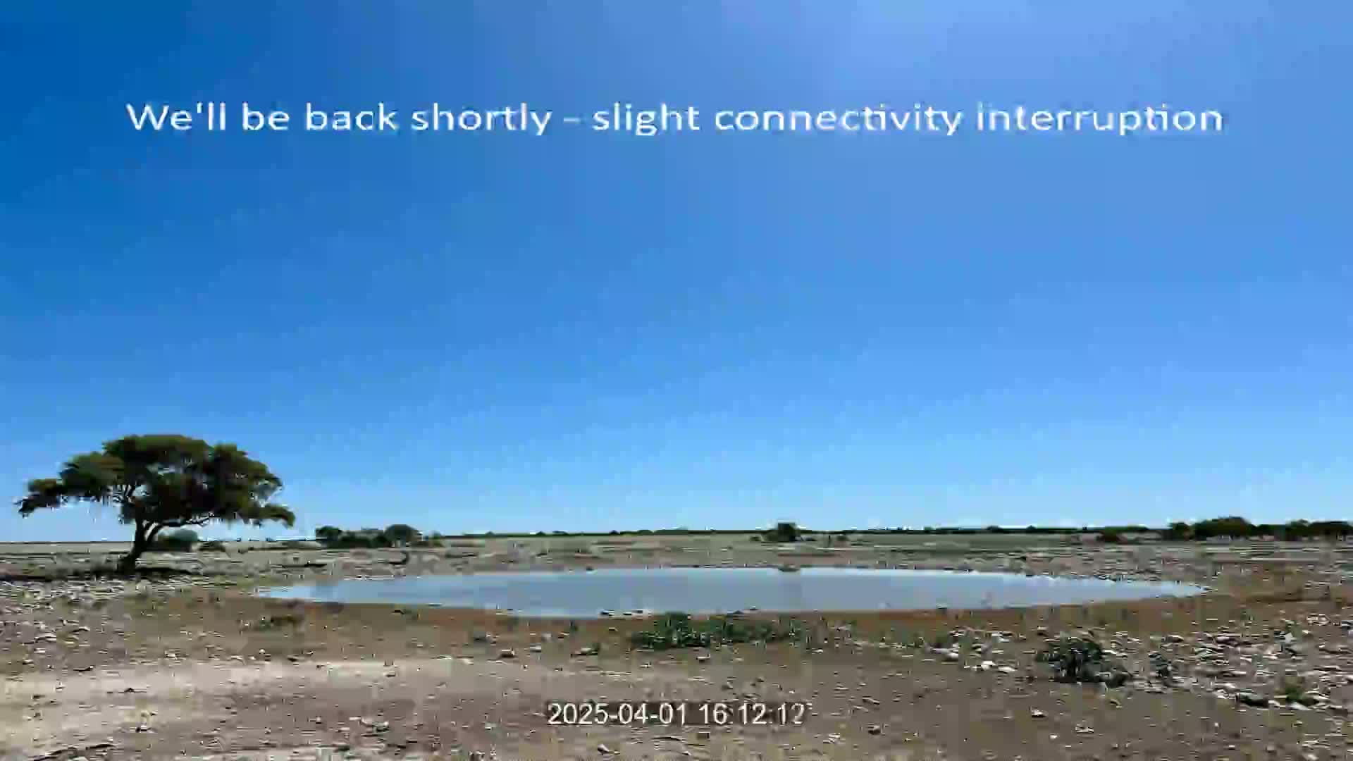 Under a clear blue sky, a small watering hole sits in a dry, sparsely vegetated landscape with a single tree in the foreground.