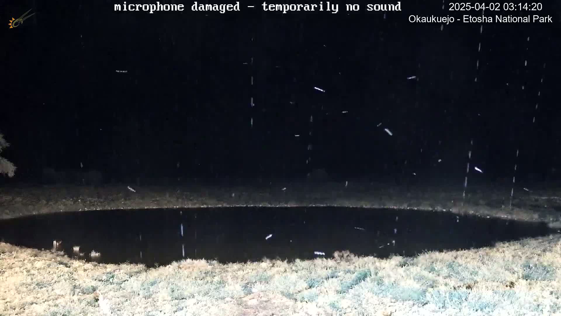 A dark, still body of water is surrounded by light brown grass under a night sky with light snow falling.