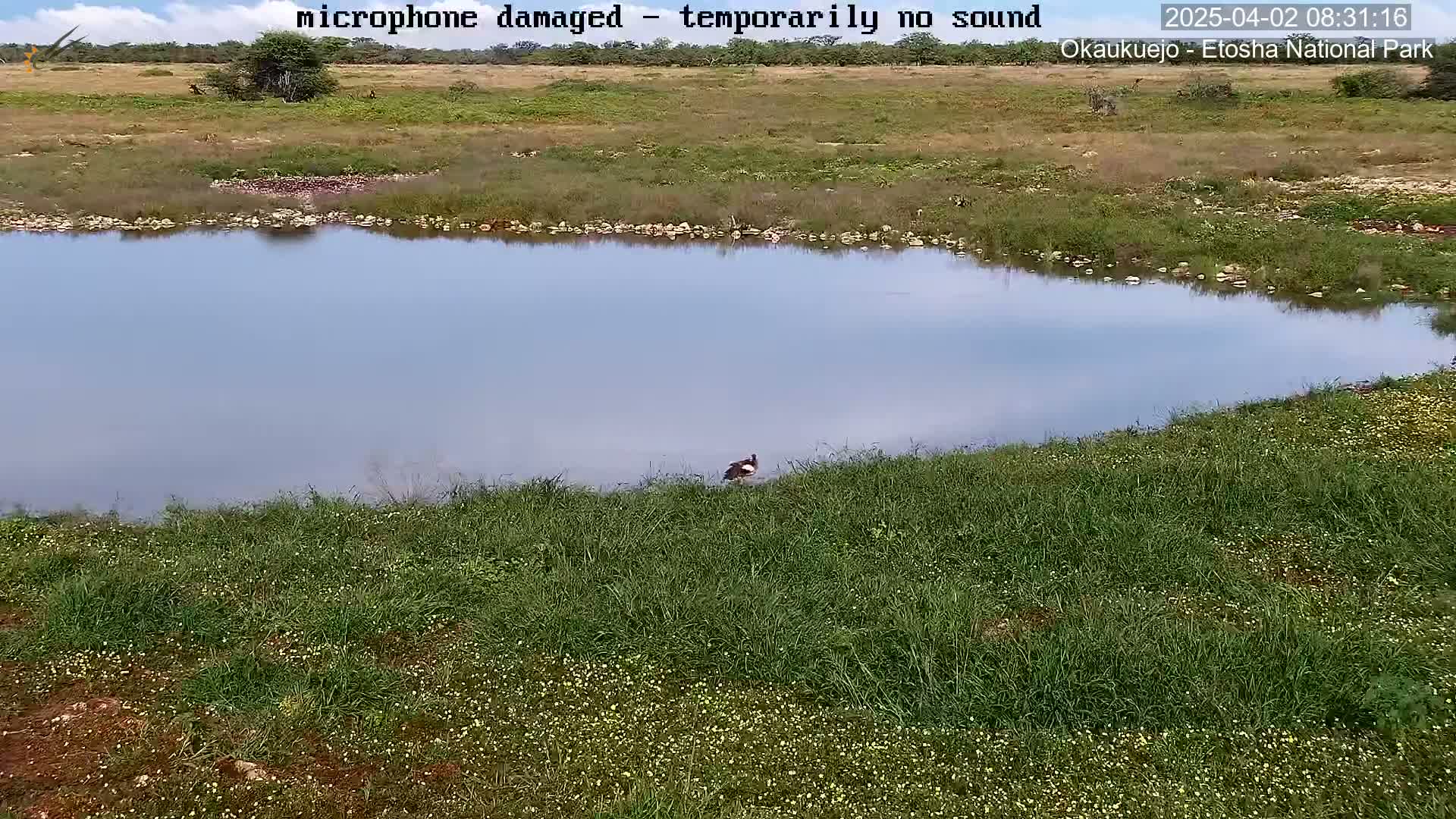 A bird stands near a calm body of water surrounded by grassy plains under a partly cloudy sky.