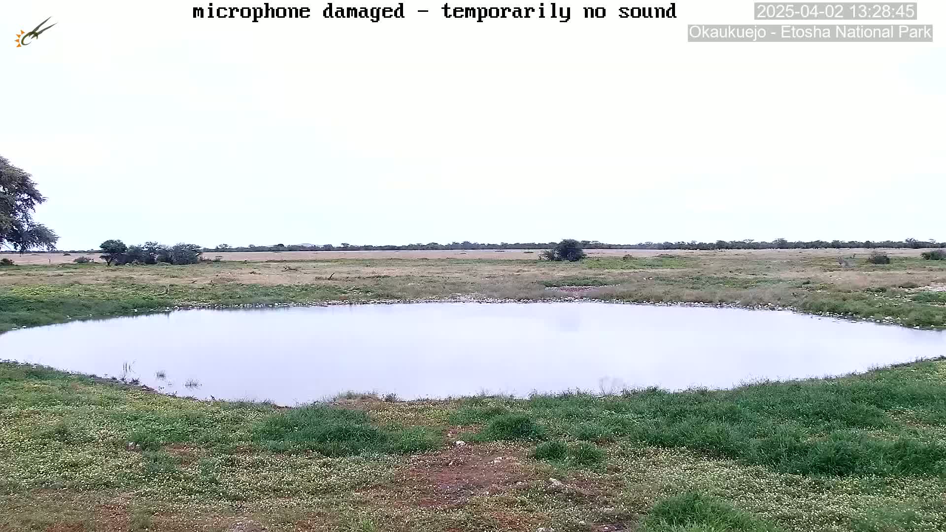 A calm, overcast day reveals a small, still pond surrounded by short, green grass and wildflowers, situated in a flat, dry landscape with sparse vegetation in the background.