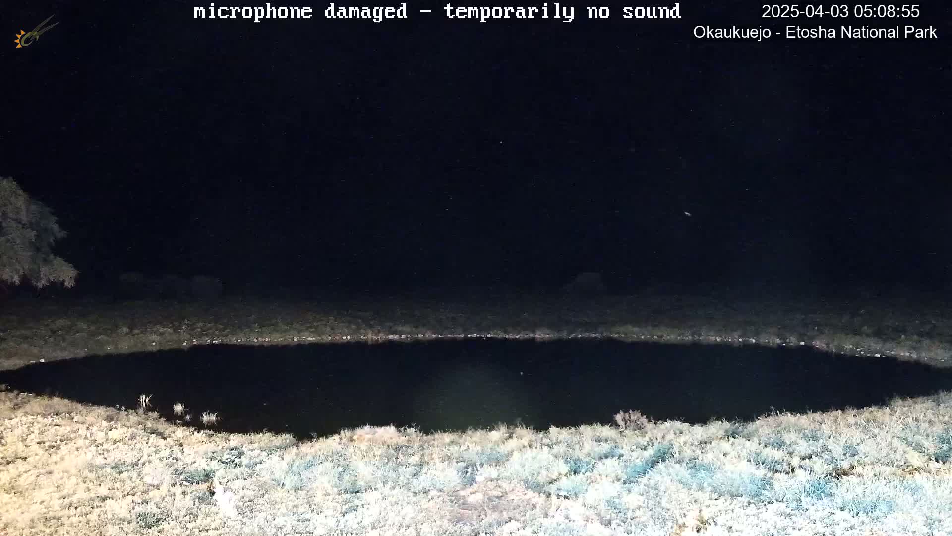 A dark, still pond is surrounded by light-colored, low-lying vegetation under a clear, starlit night sky.