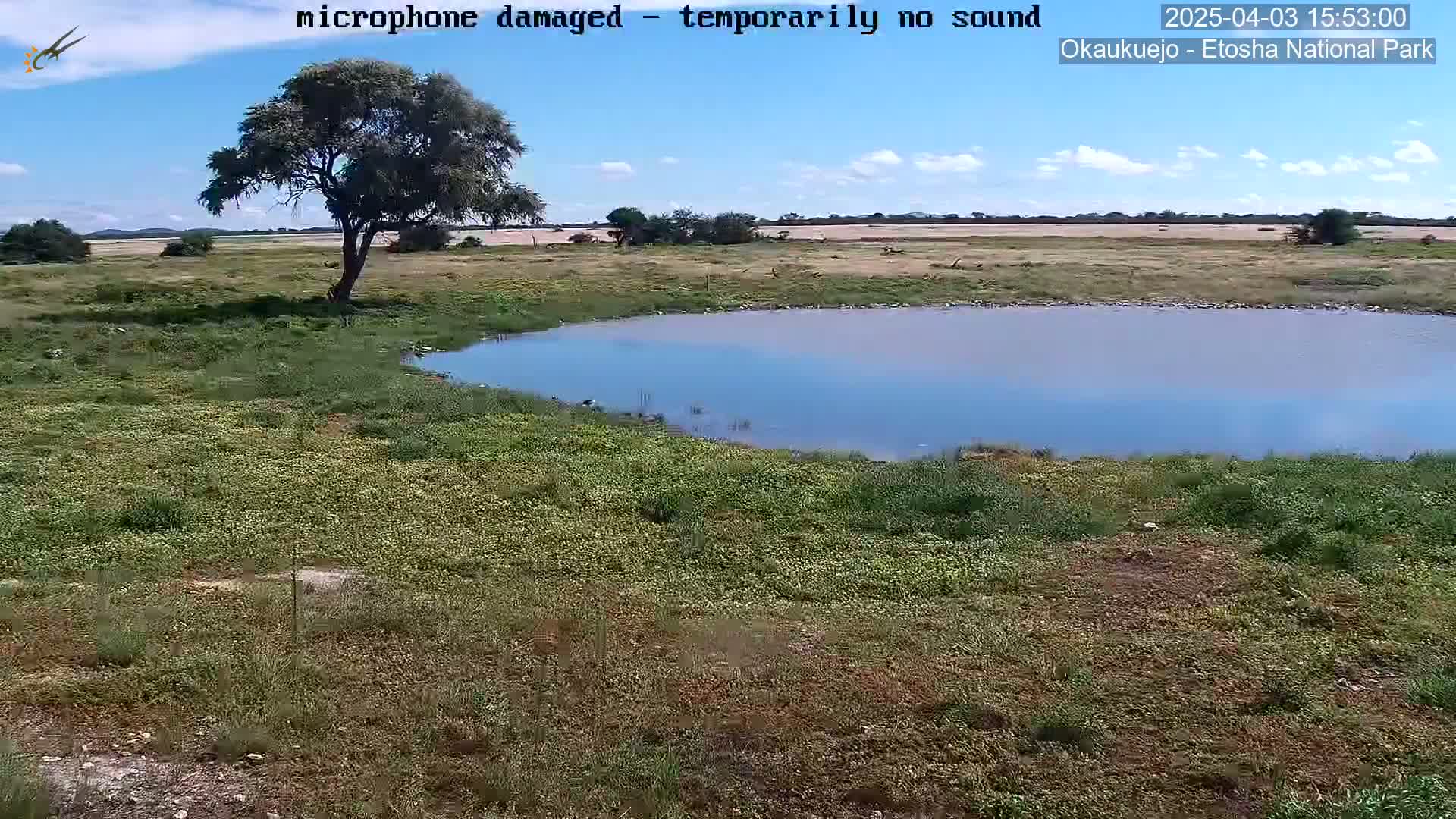 A mostly sunny day shows a tranquil, shallow pond surrounded by sparse, dry-looking vegetation and a lone tree under a partly cloudy sky.