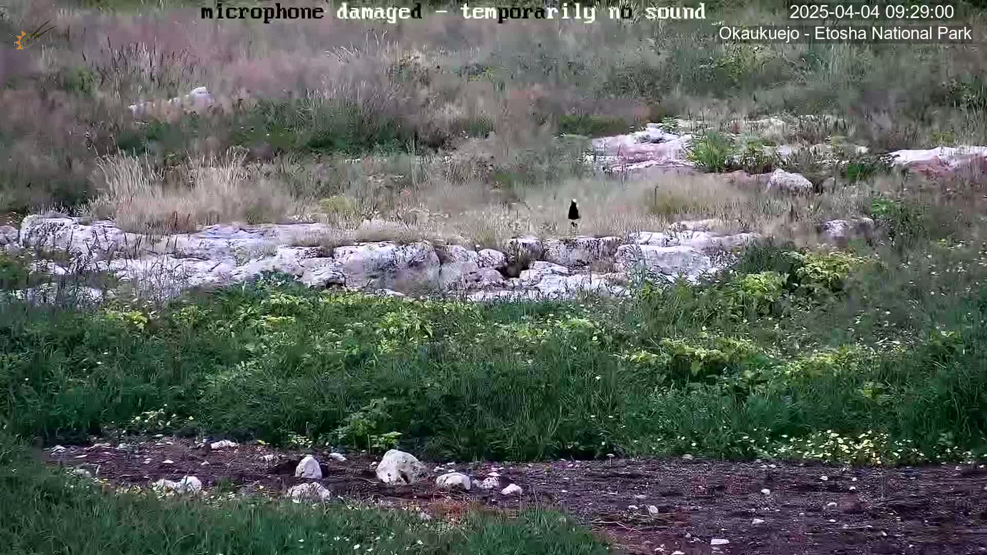 A dark-colored bird stands on light-colored rocks amidst patchy green vegetation and exposed earth.