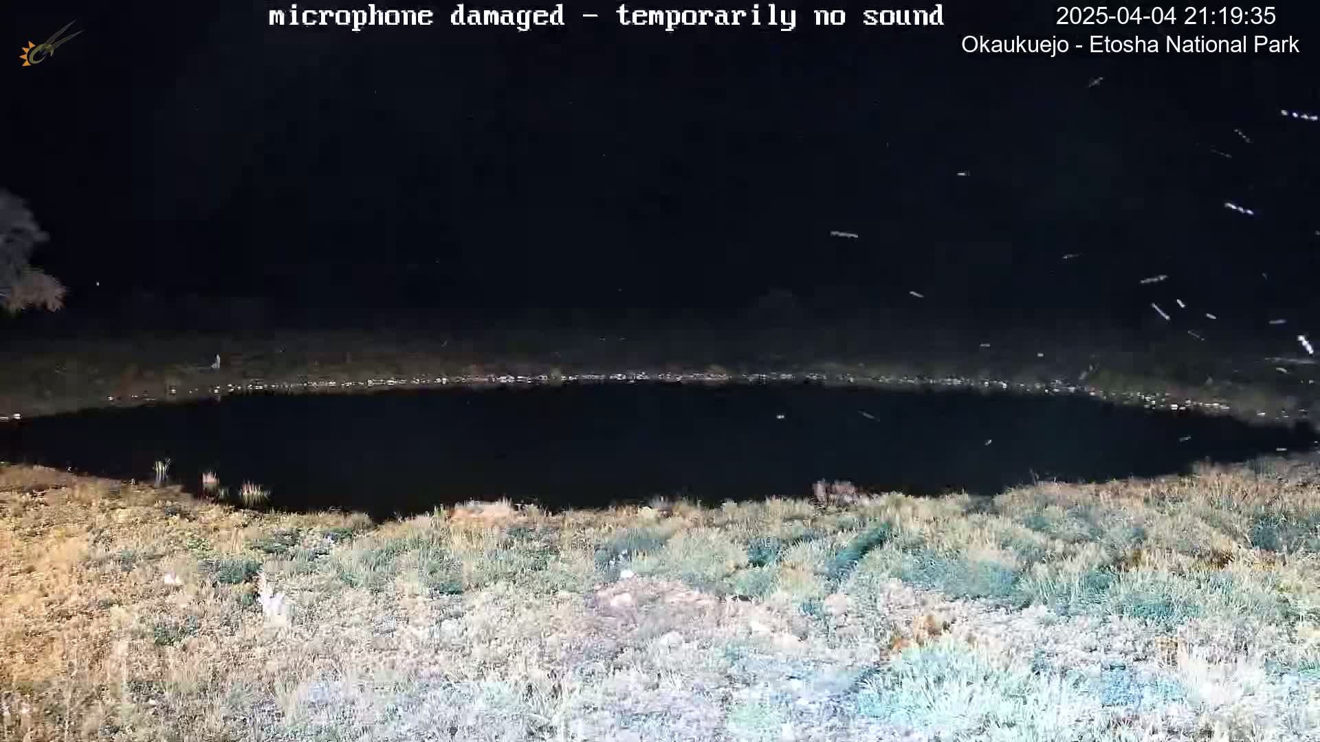 A dark, still body of water is surrounded by dry, light-brown grass under a nighttime sky filled with numerous small, white specks.